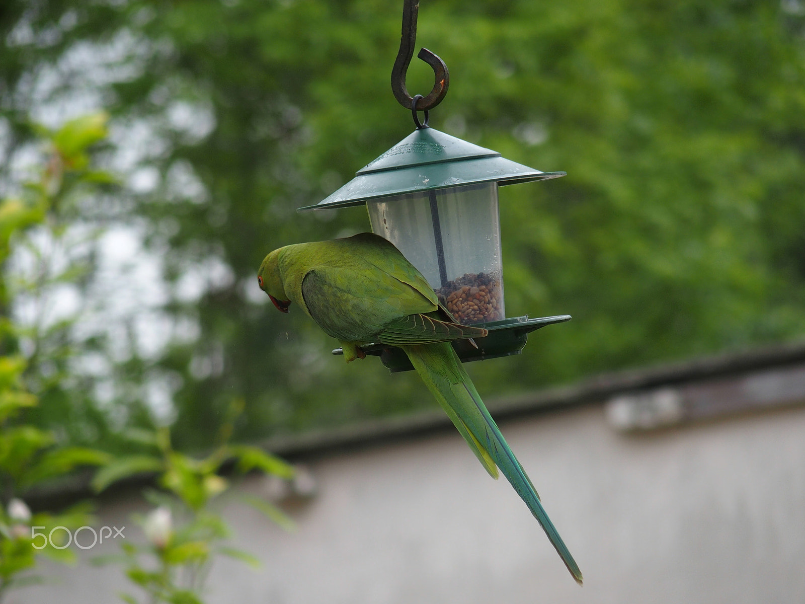 Olympus STYLUS1 sample photo. Parakeet in the garden photography