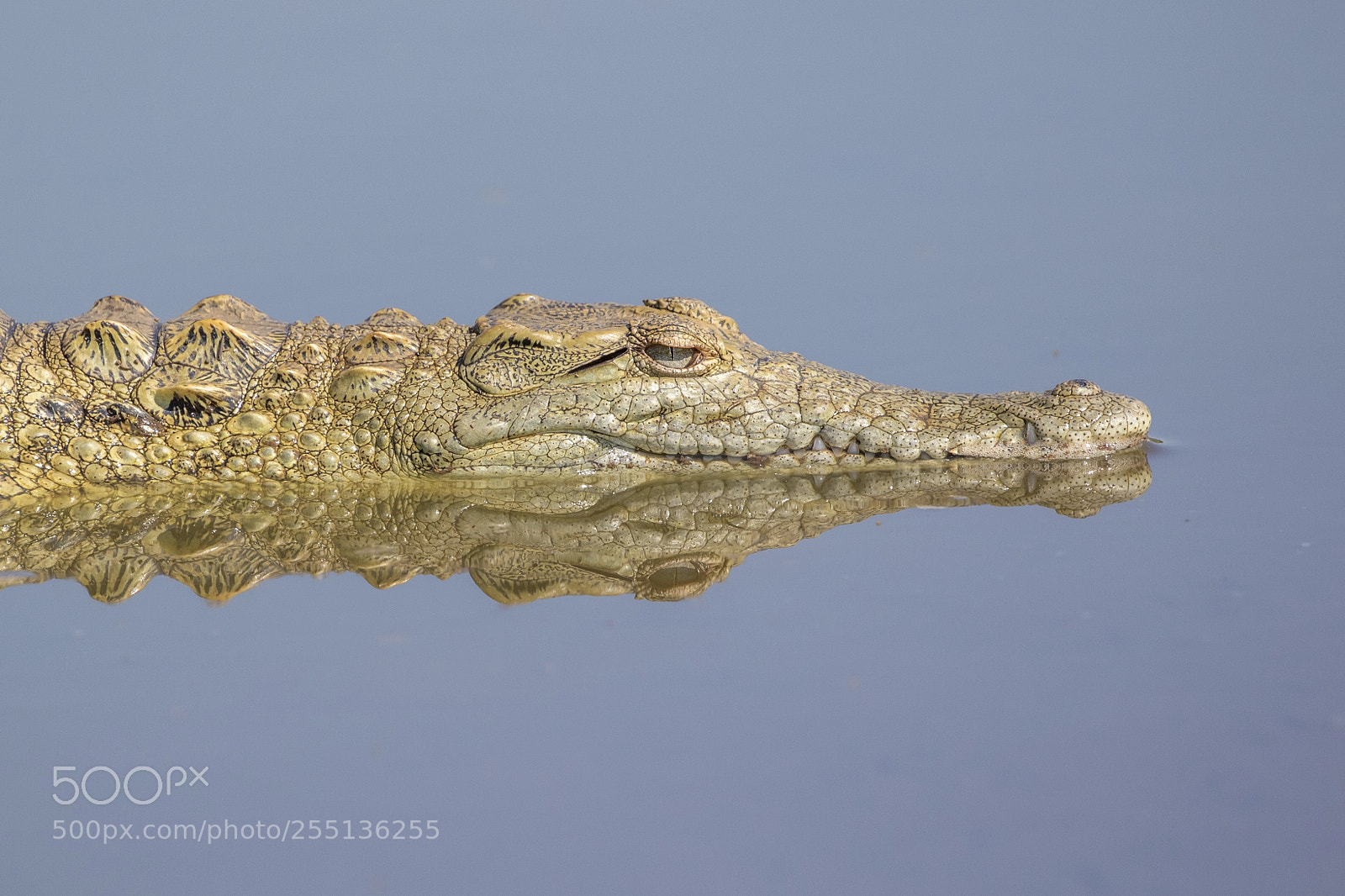 Canon EOS 7D Mark II sample photo. Nile crocodile photography