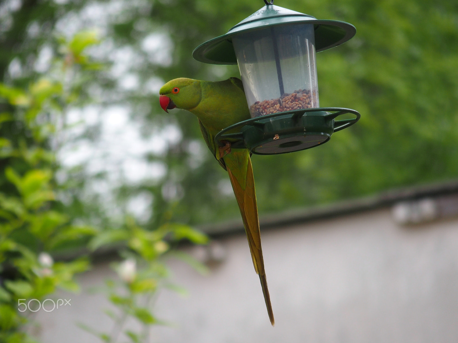 Olympus STYLUS1 sample photo. Parakeet in the garden photography