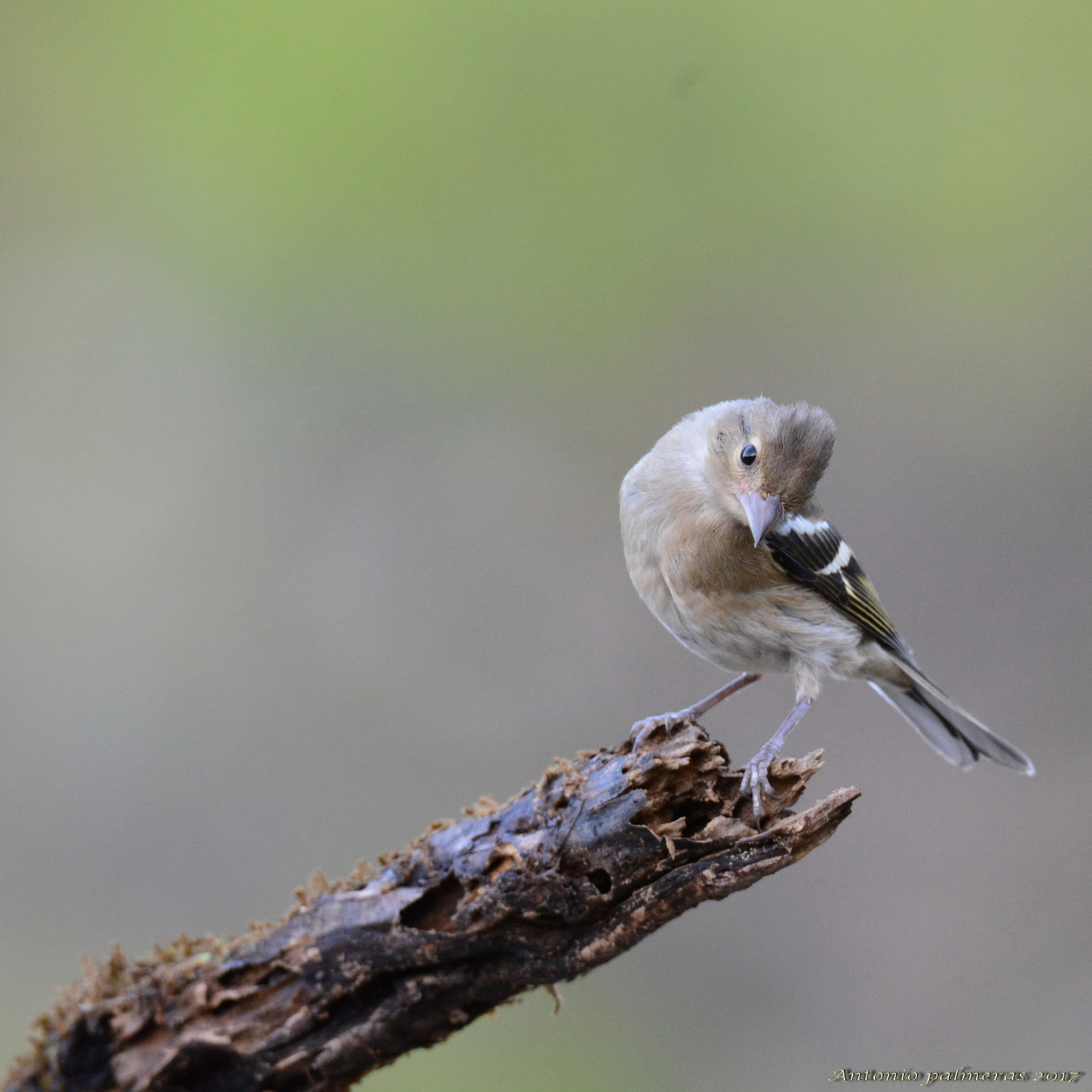 Nikon D7100 + Sigma 150-600mm F5-6.3 DG OS HSM | S sample photo. ¡quien anda ay ! photography