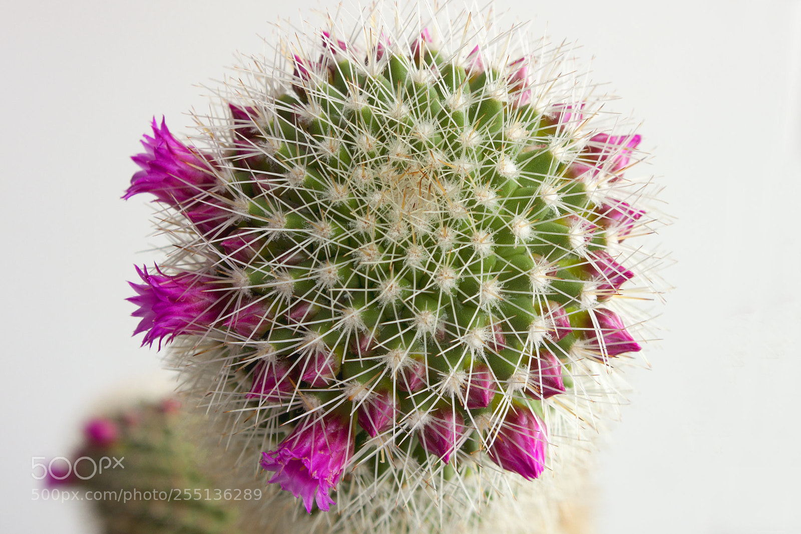 Canon EOS 500D (EOS Rebel T1i / EOS Kiss X3) sample photo. Flowering cactus photography
