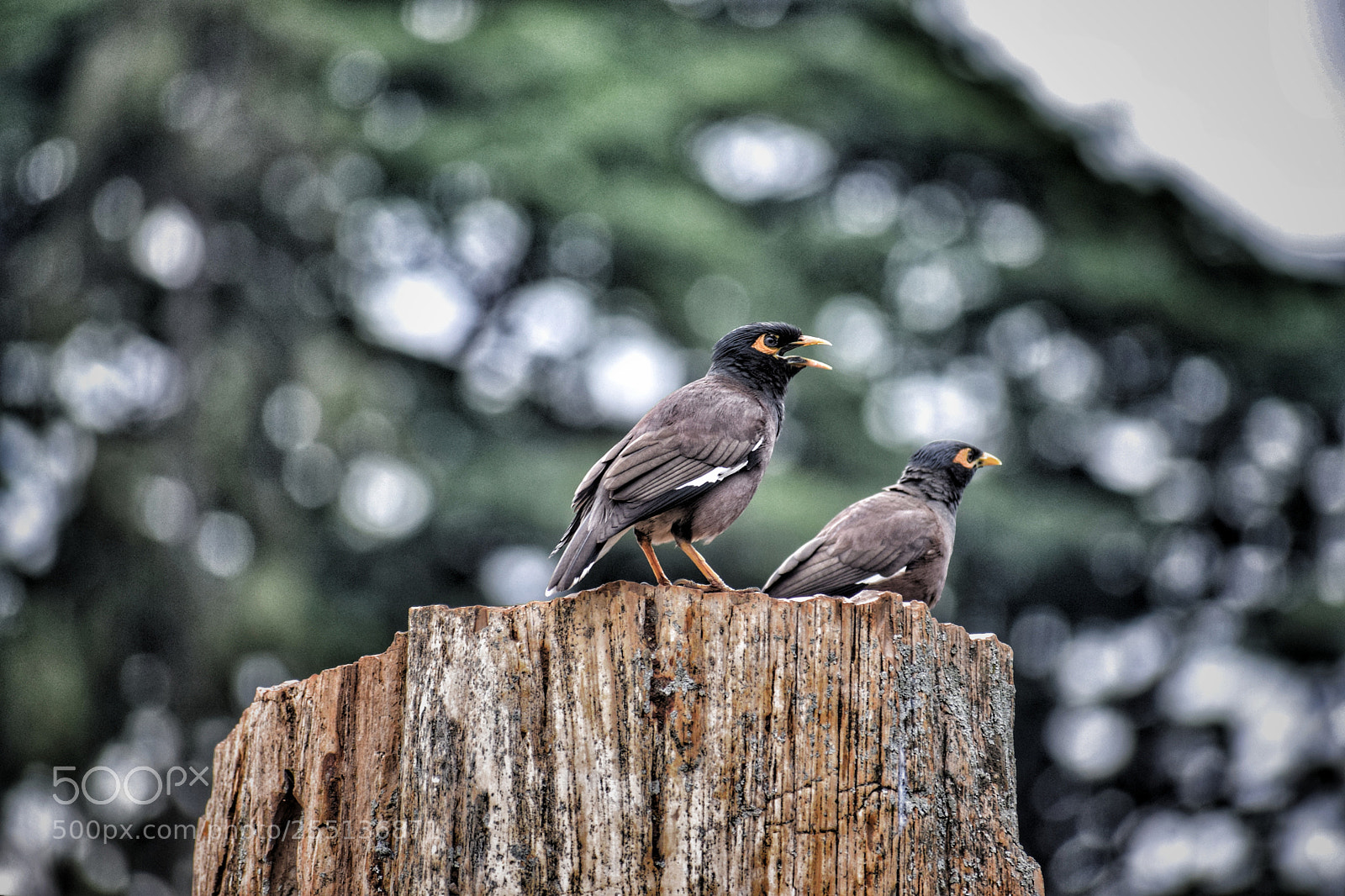 Nikon D3300 sample photo. Littile birds photography