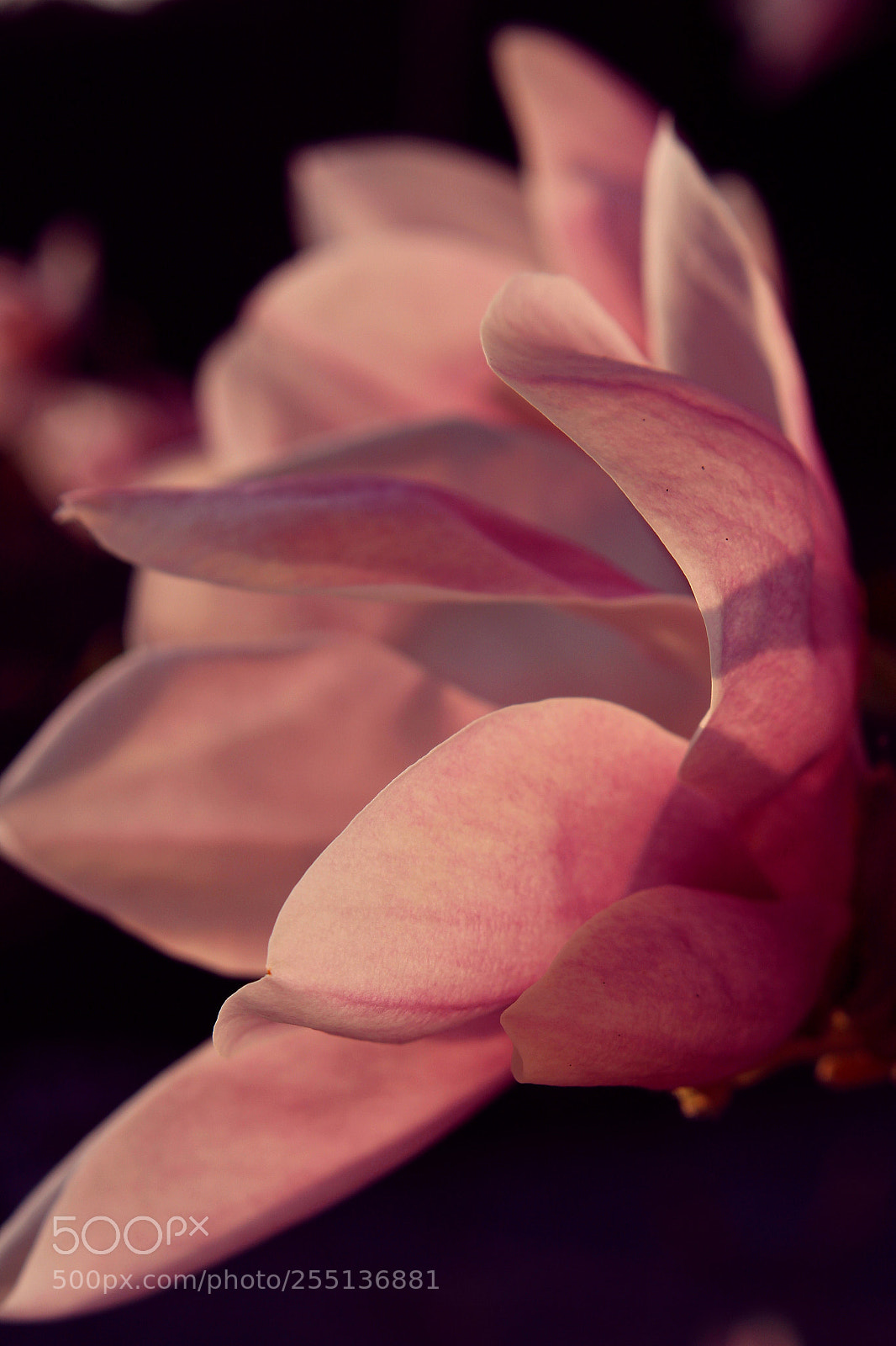 Canon EOS 100D (EOS Rebel SL1 / EOS Kiss X7) sample photo. Make it pure photography