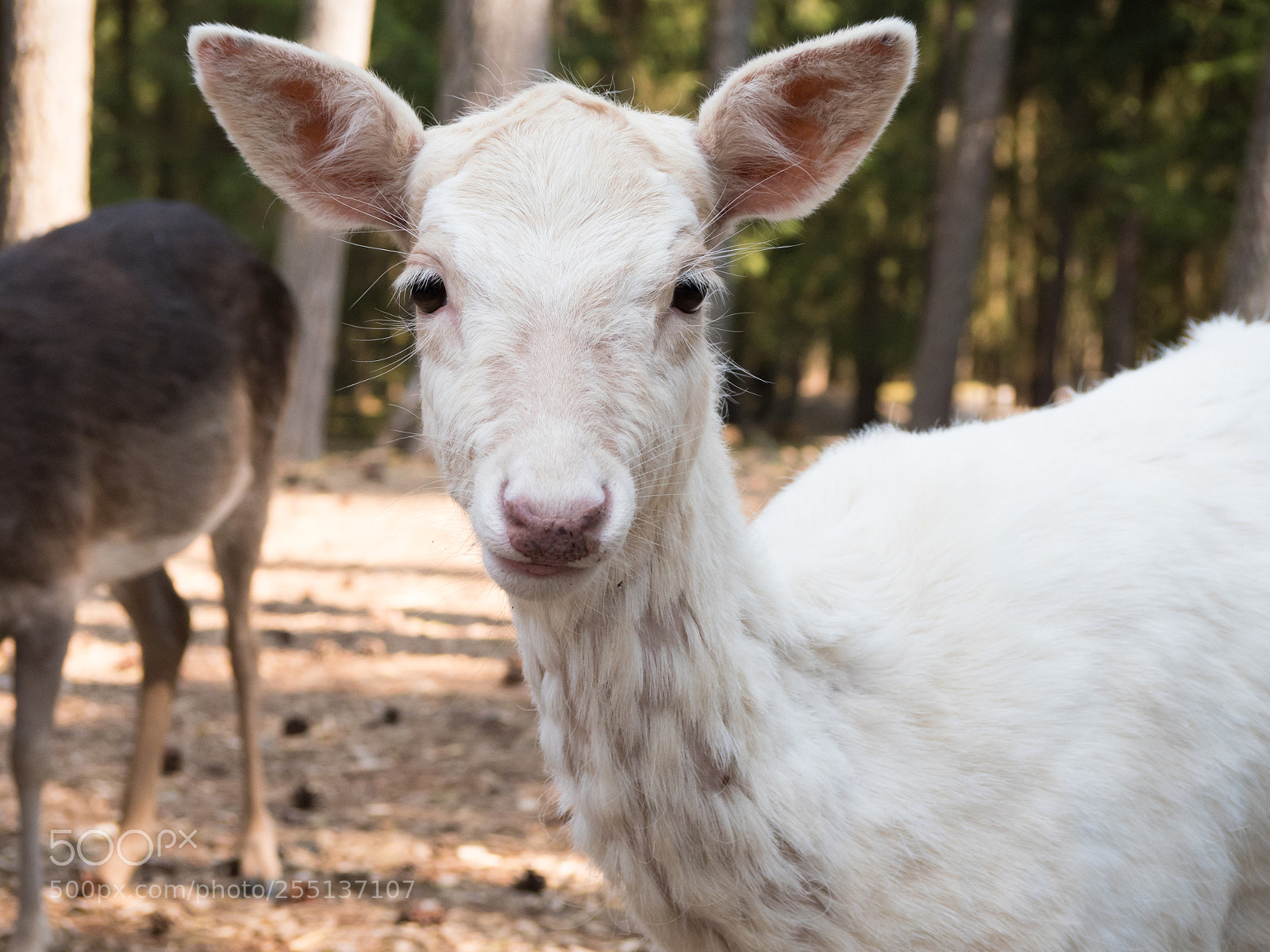 Panasonic Lumix DMC-GX8 sample photo. Look into my eyes photography