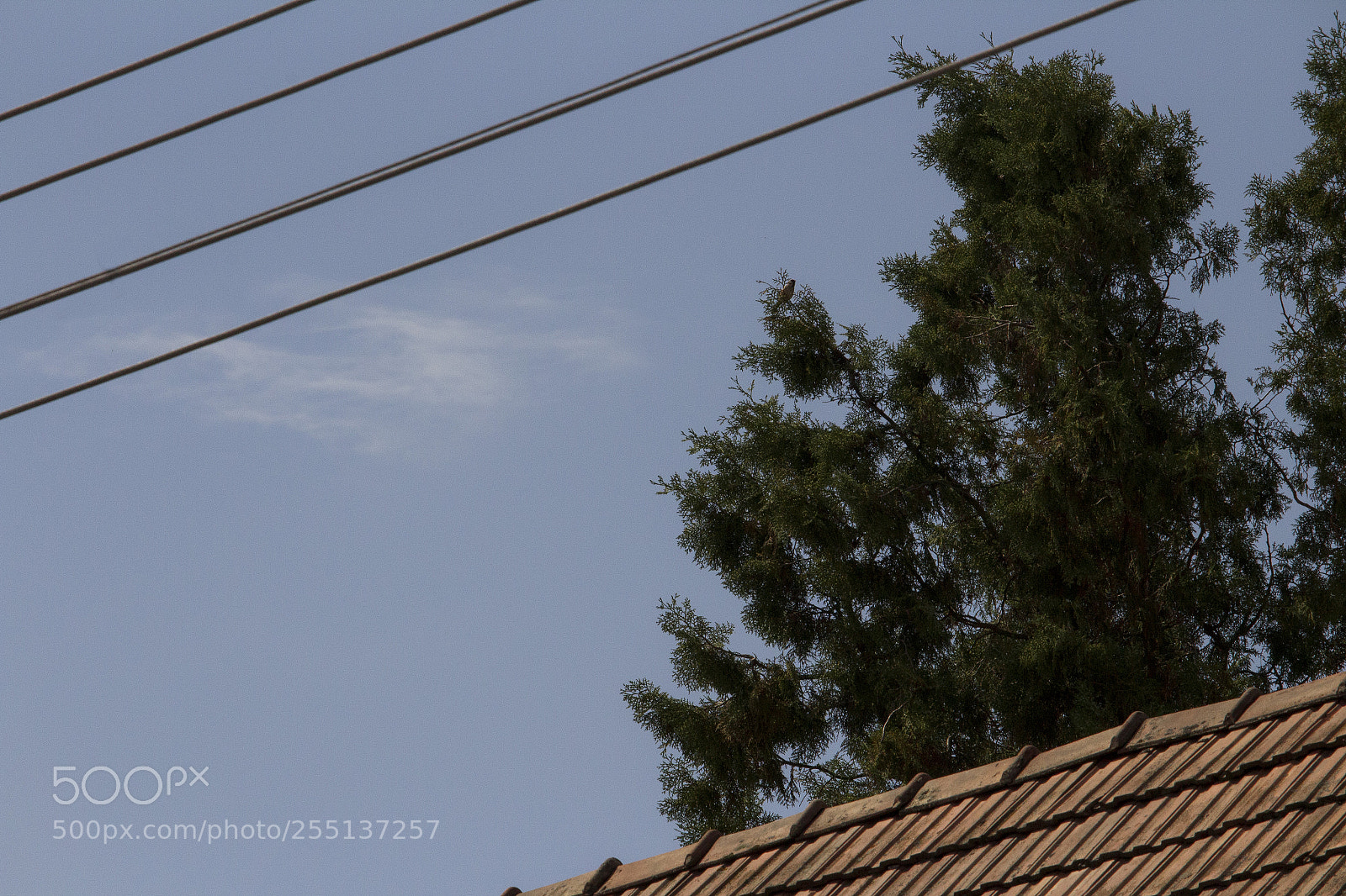 Canon EOS 1200D (EOS Rebel T5 / EOS Kiss X70 / EOS Hi) sample photo. Life of a cloud photography