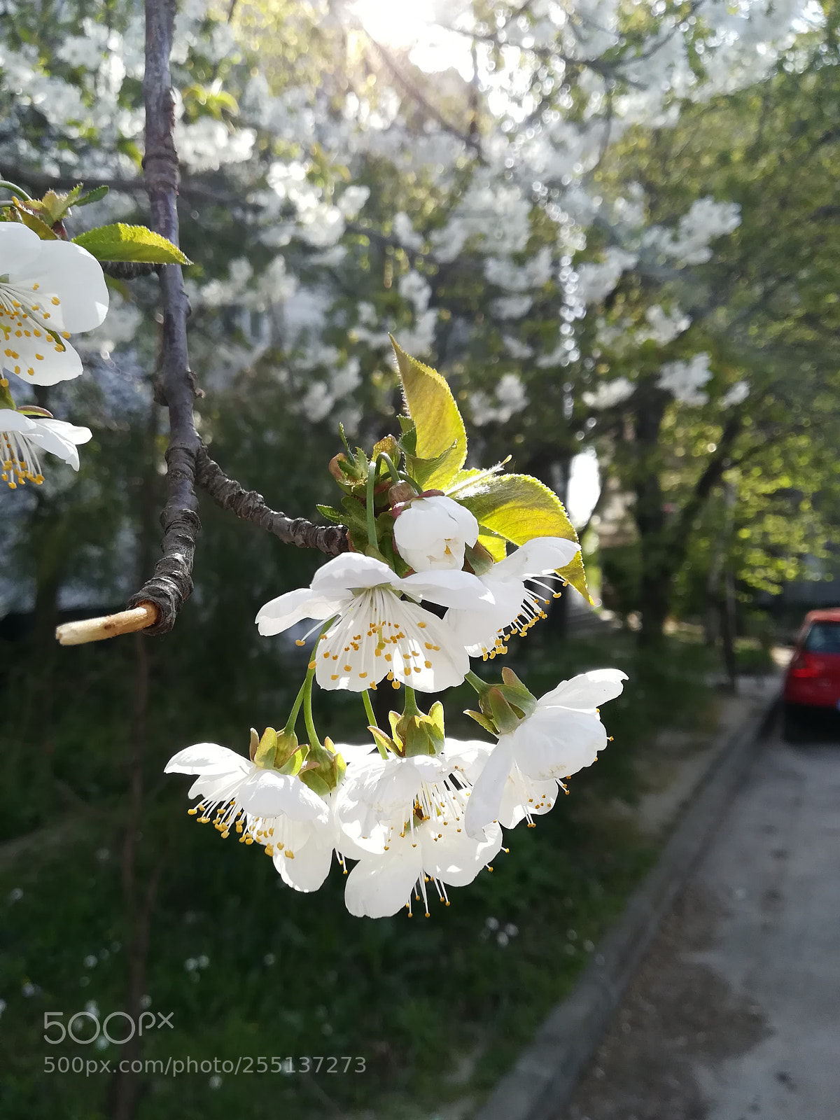 HUAWEI P10 lite sample photo. Spring is here photography