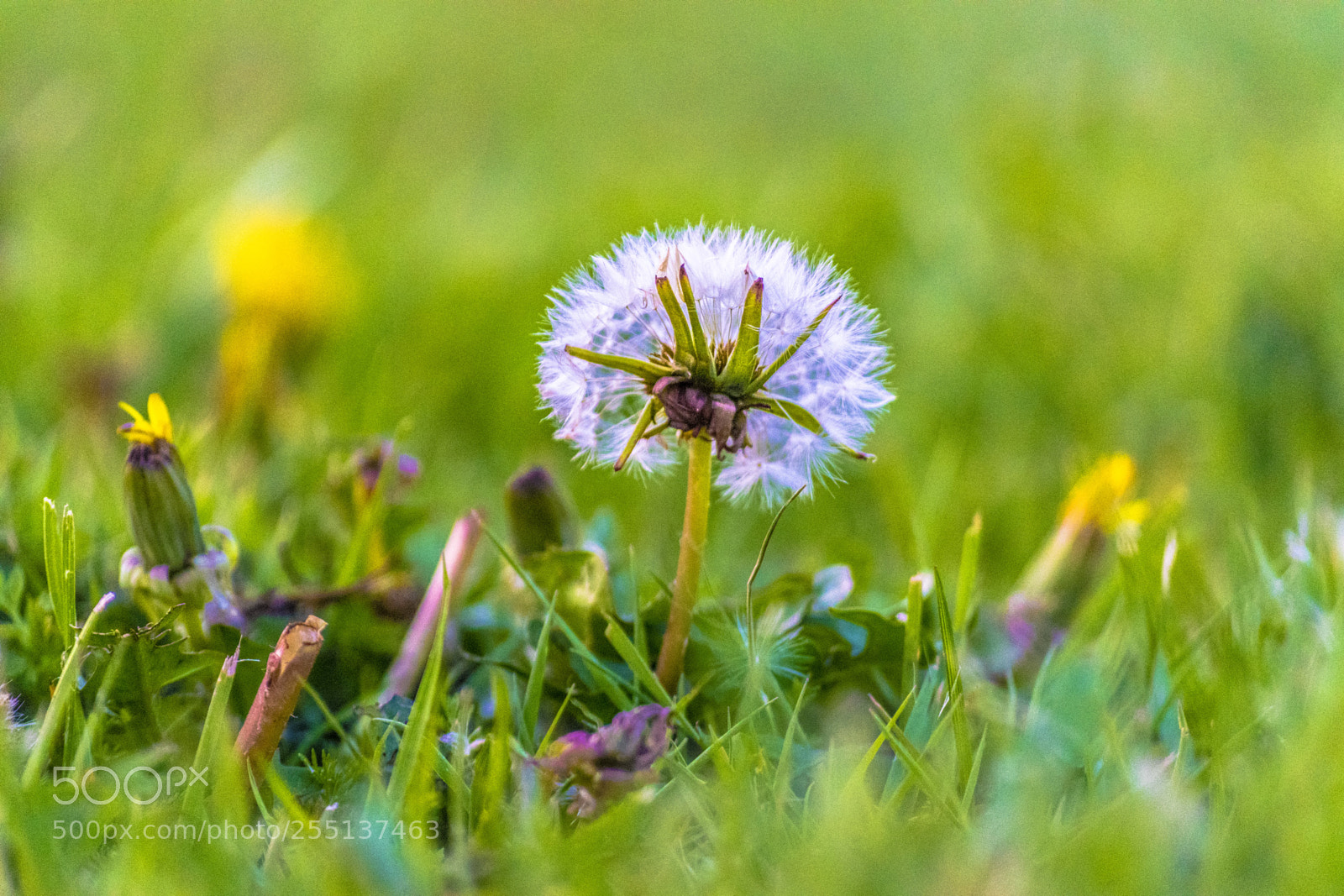 Nikon D3300 sample photo. Primavera photography