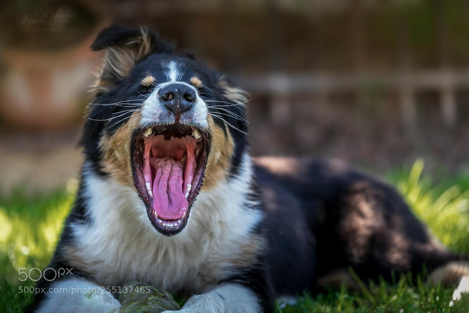 Canon EOS 5D Mark IV sample photo. Tired puppy photography