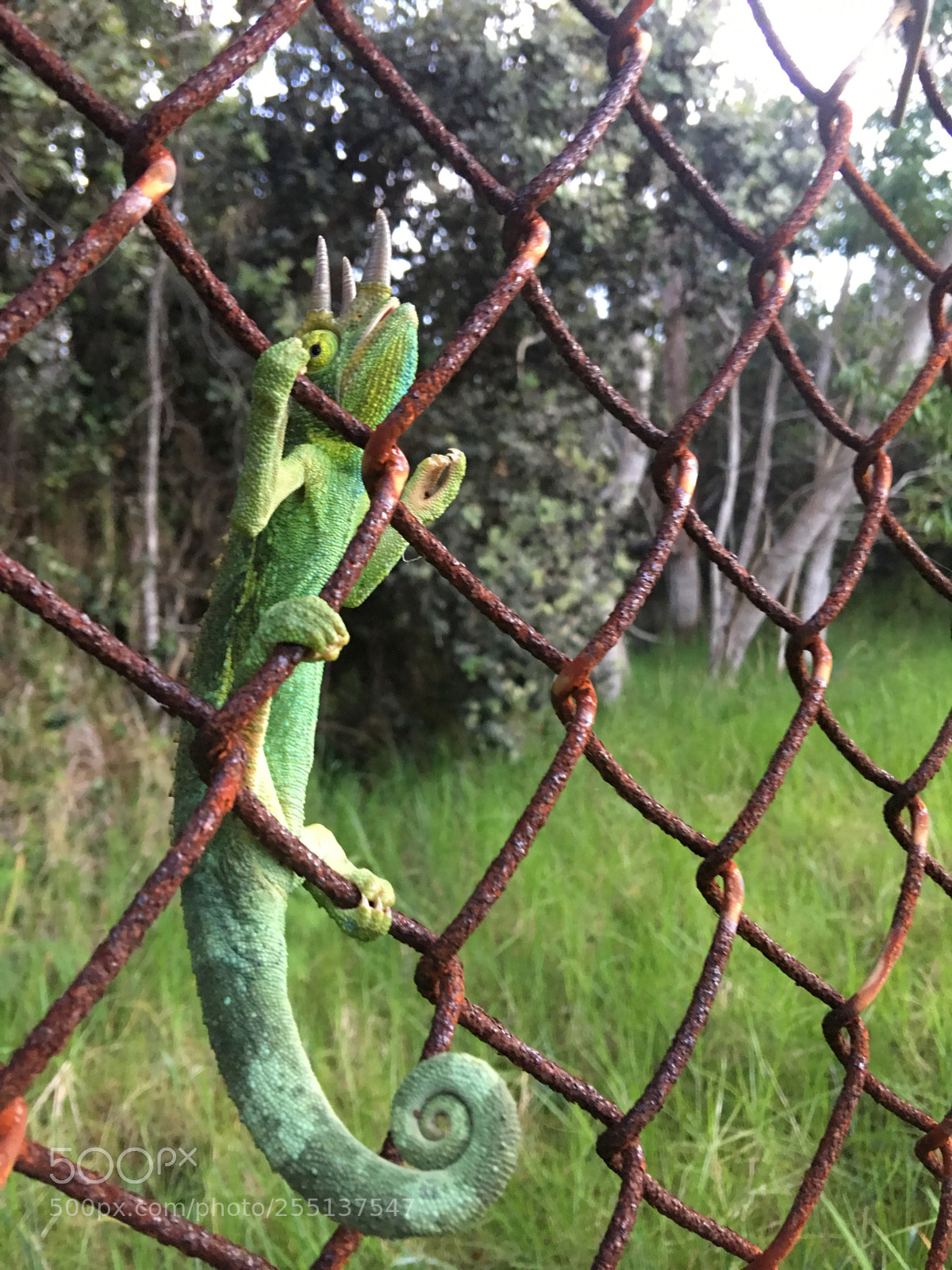 Apple iPhone 6s Plus sample photo. Untitled photography
