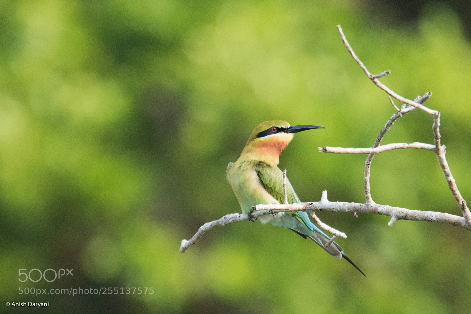 Nikon D810 sample photo. Blue-tailed bee eater photography
