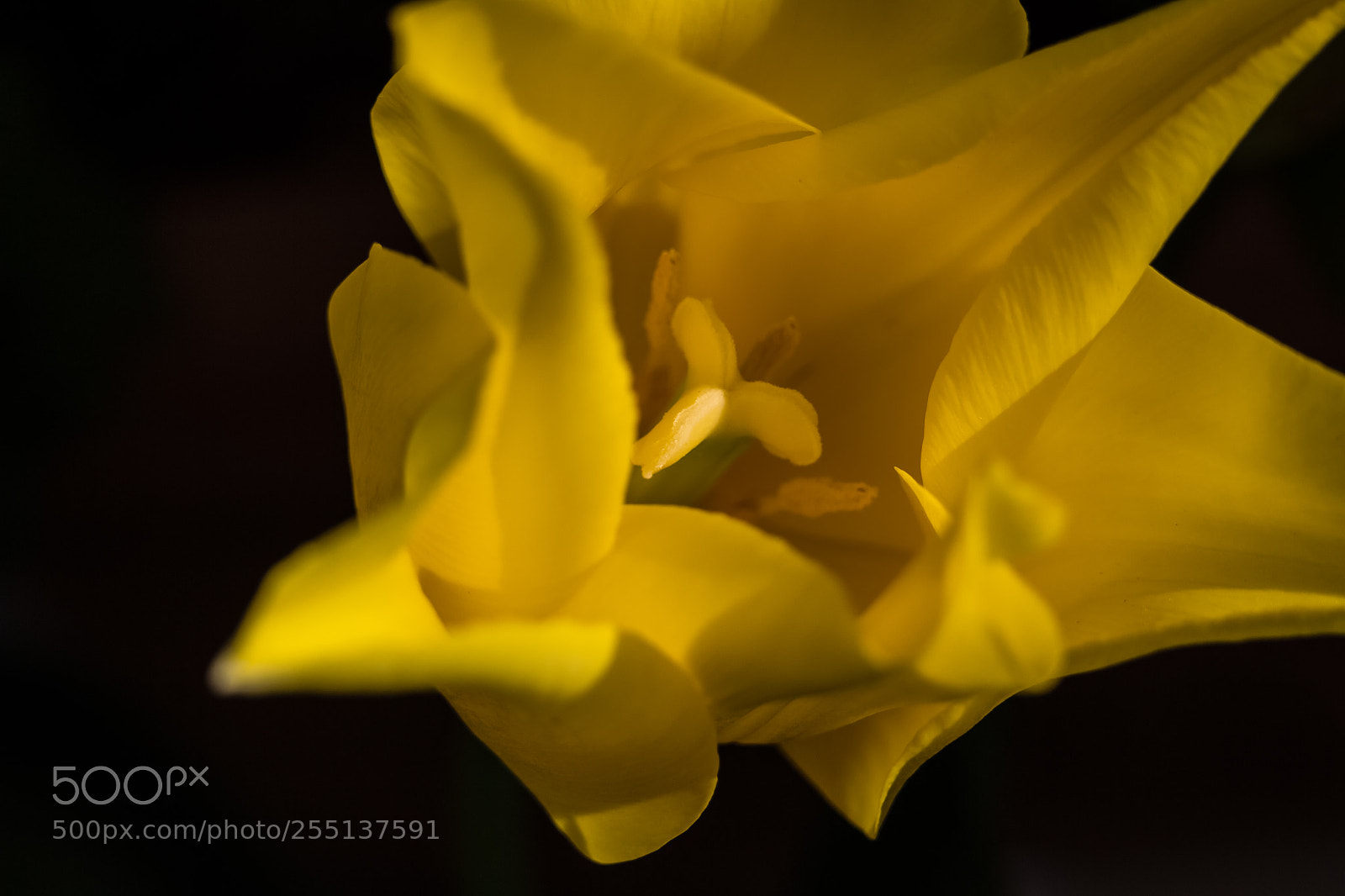 Canon EOS 700D (EOS Rebel T5i / EOS Kiss X7i) sample photo. Yellow bulb photography