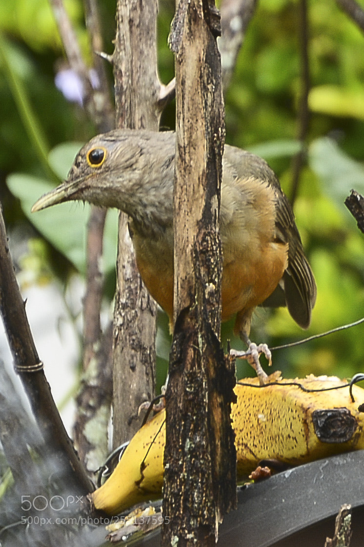 Nikon D7100 sample photo. Cuidando o alimento. photography