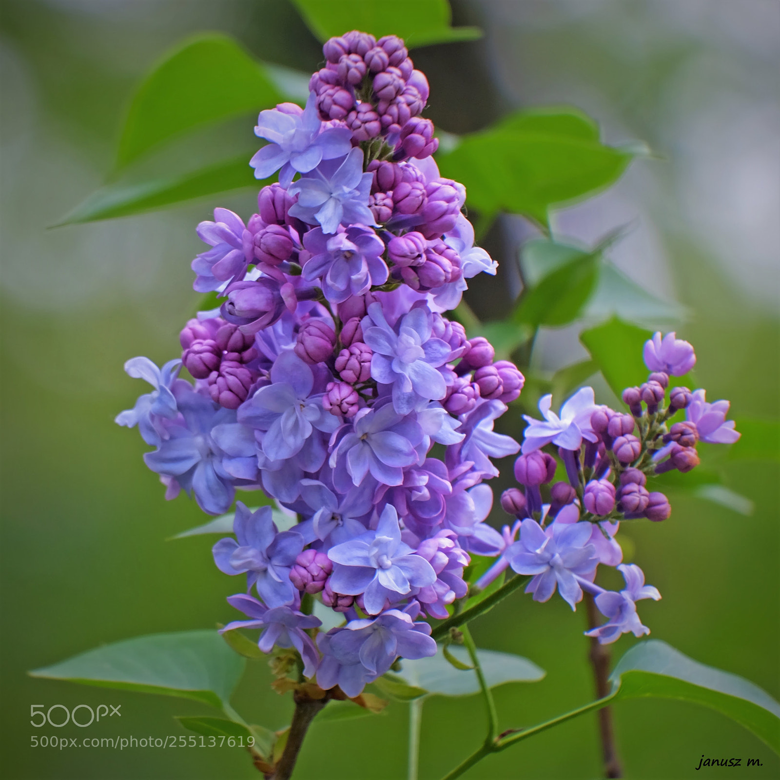 Fujifilm X-T10 sample photo. Lilac flowers photography