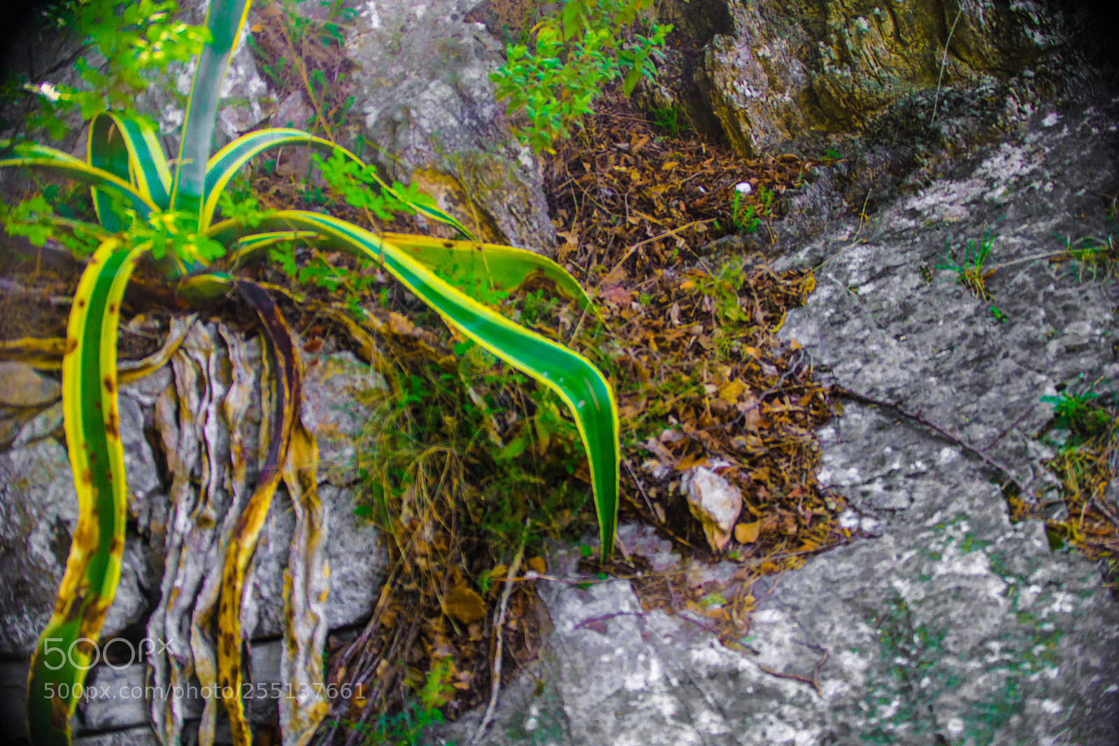 Sony a5100 sample photo. Travel to genova photography