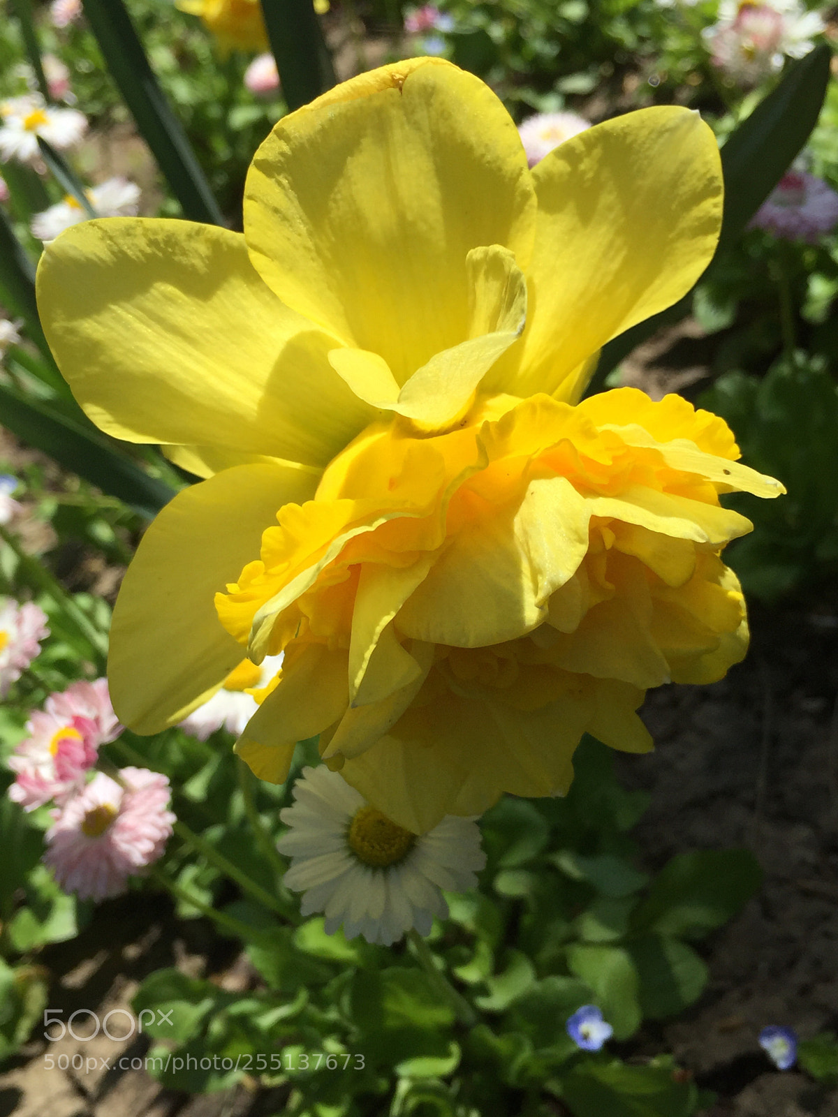 Apple iPhone 6 sample photo. Untitled photography
