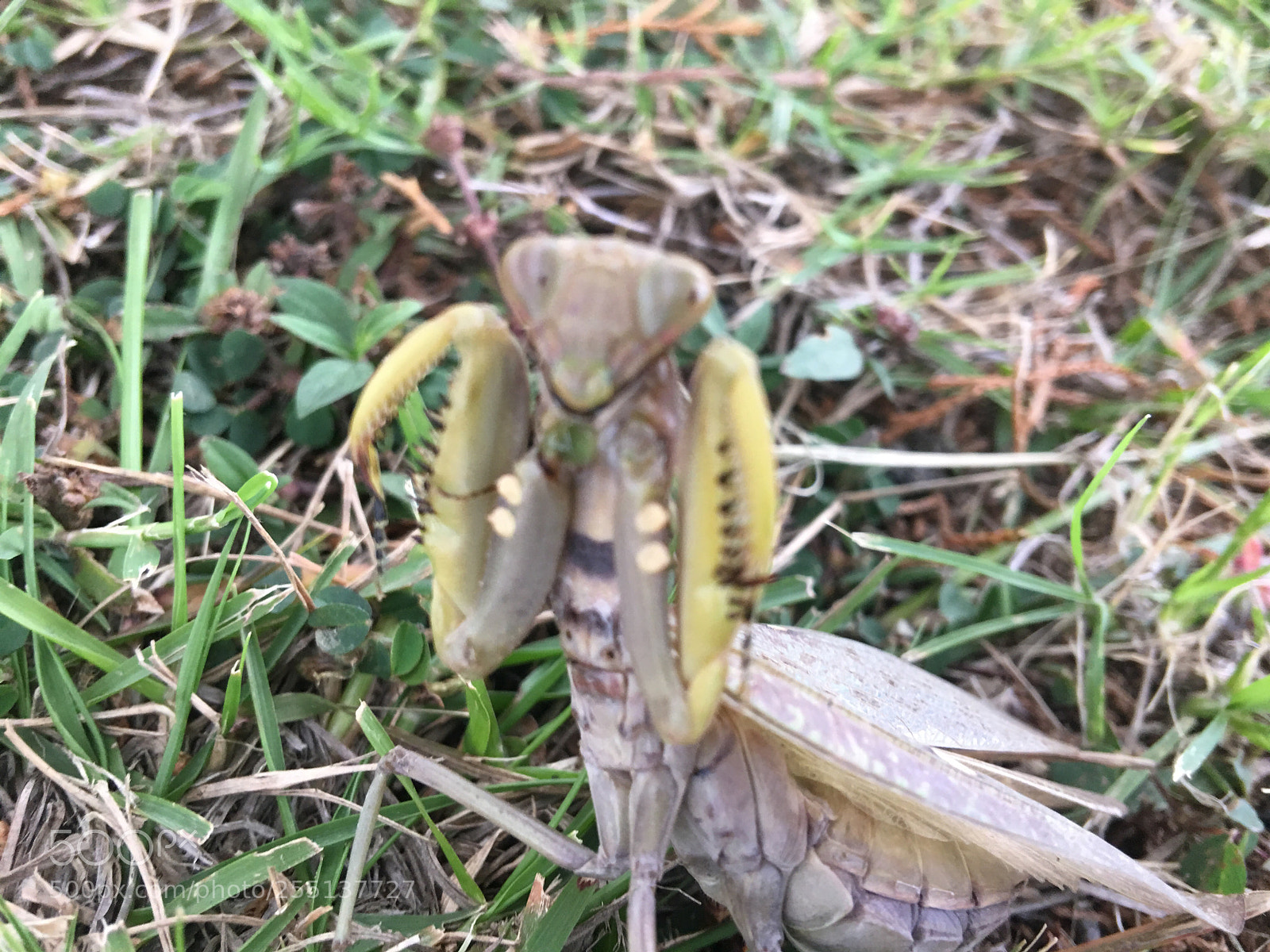 Apple iPhone 6s Plus sample photo. Untitled photography