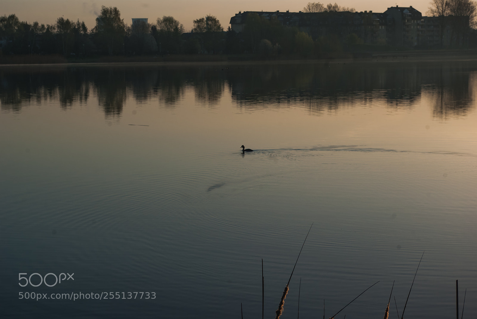 Pentax K10D sample photo. One water bird photography