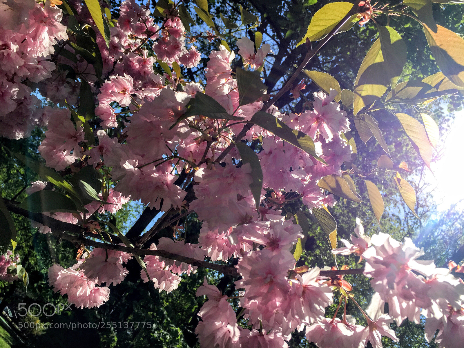 Apple iPhone 6 sample photo. Untitled photography