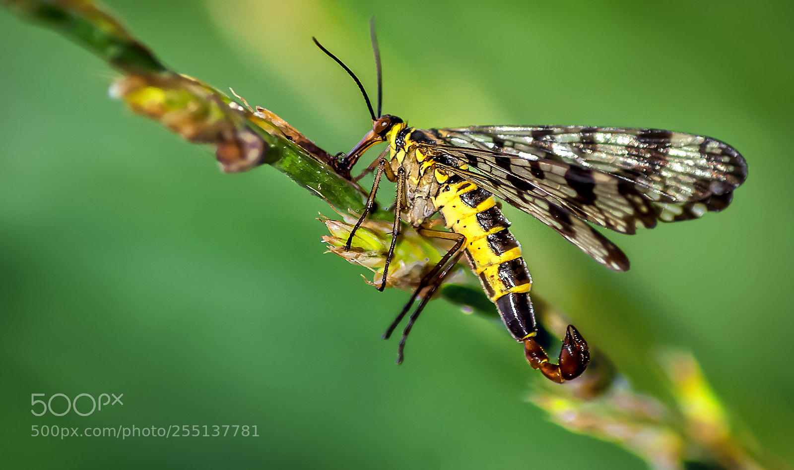 Nikon D7200 sample photo. Panorpa communis ♂ photography