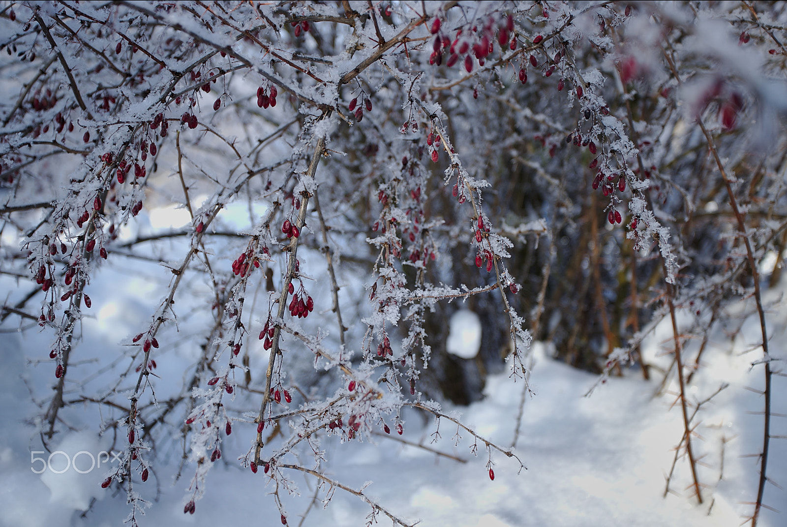 Canon EOS 6D Mark II + Canon EF 17-40mm F4L USM sample photo. Winter berries photography
