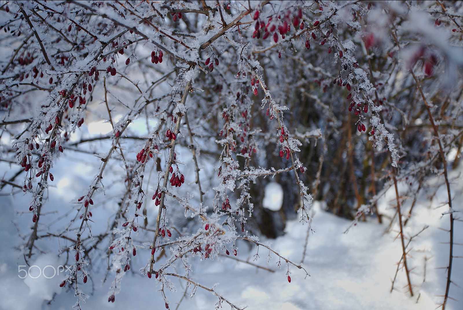 Canon EF 17-40mm F4L USM sample photo. Winter berries photography