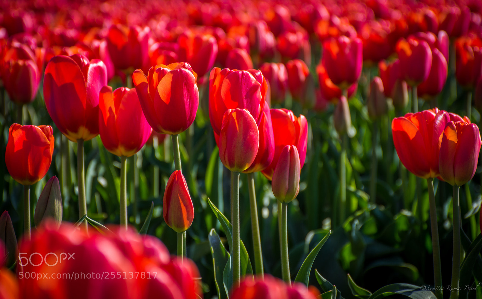 Nikon D7200 sample photo. Tulip photography