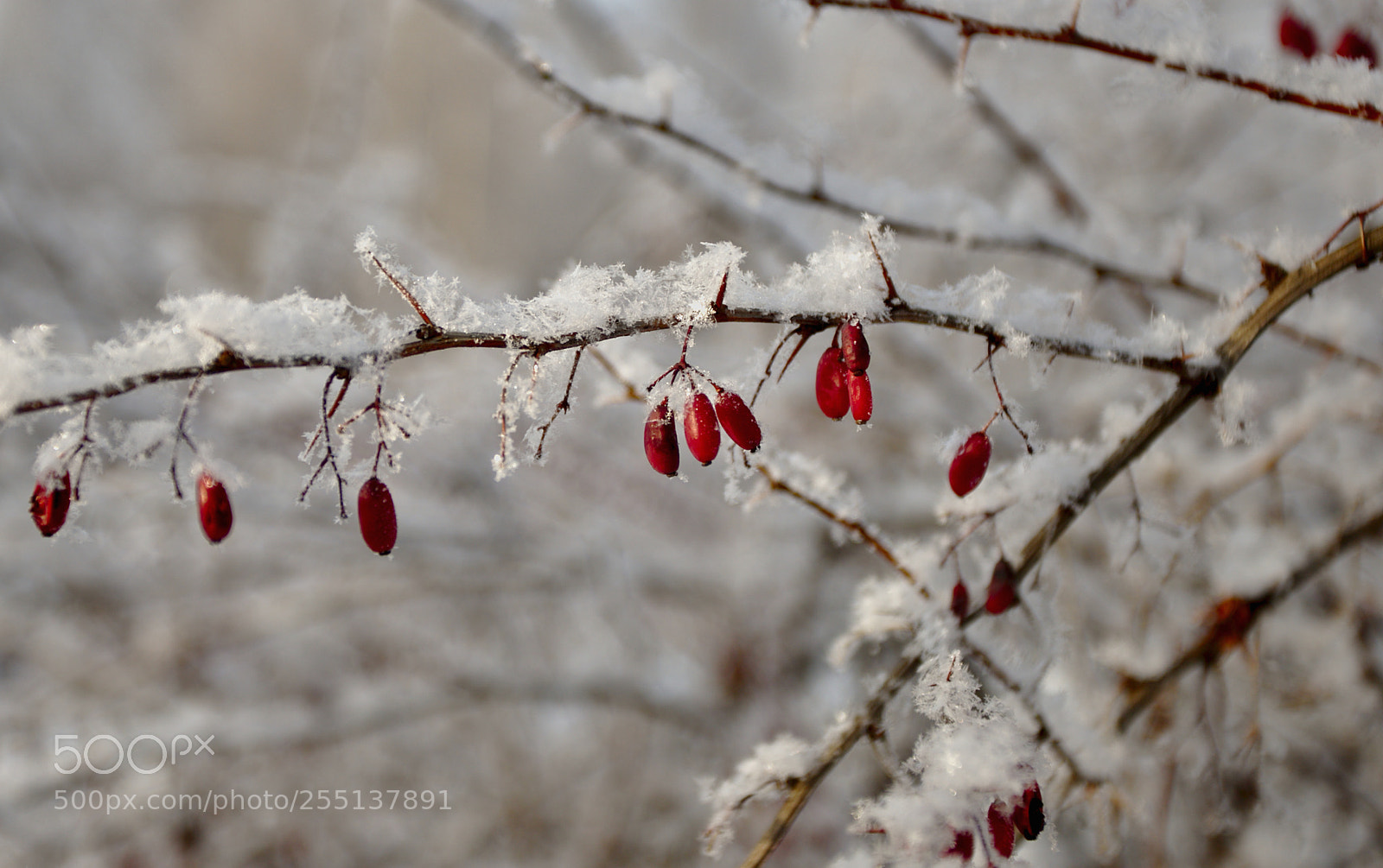 Canon EOS 6D Mark II sample photo. Winter berries photography