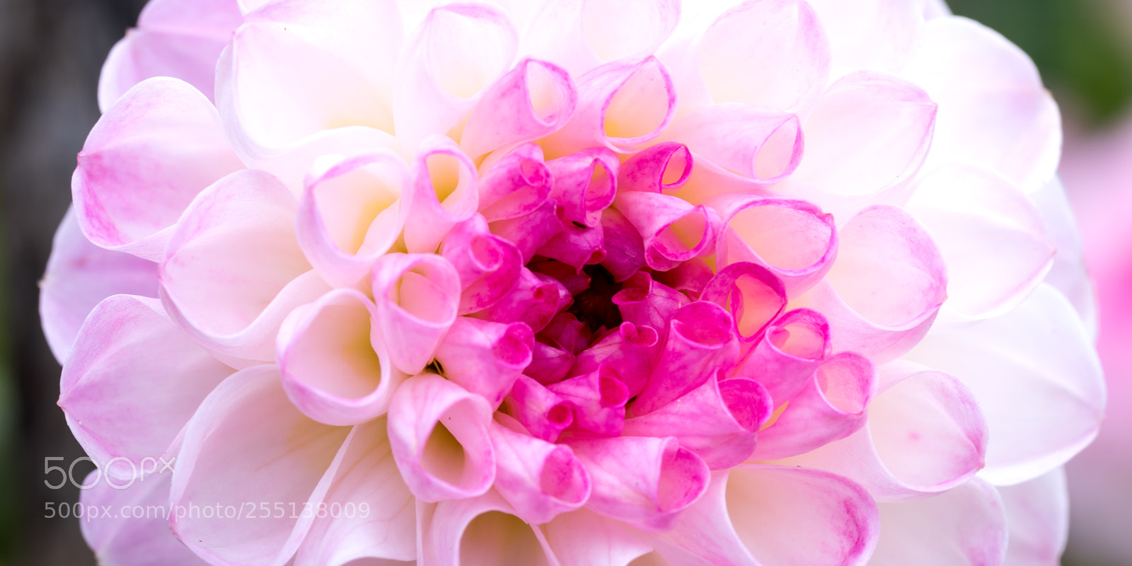 Nikon D810 sample photo. Dahlia princess photography