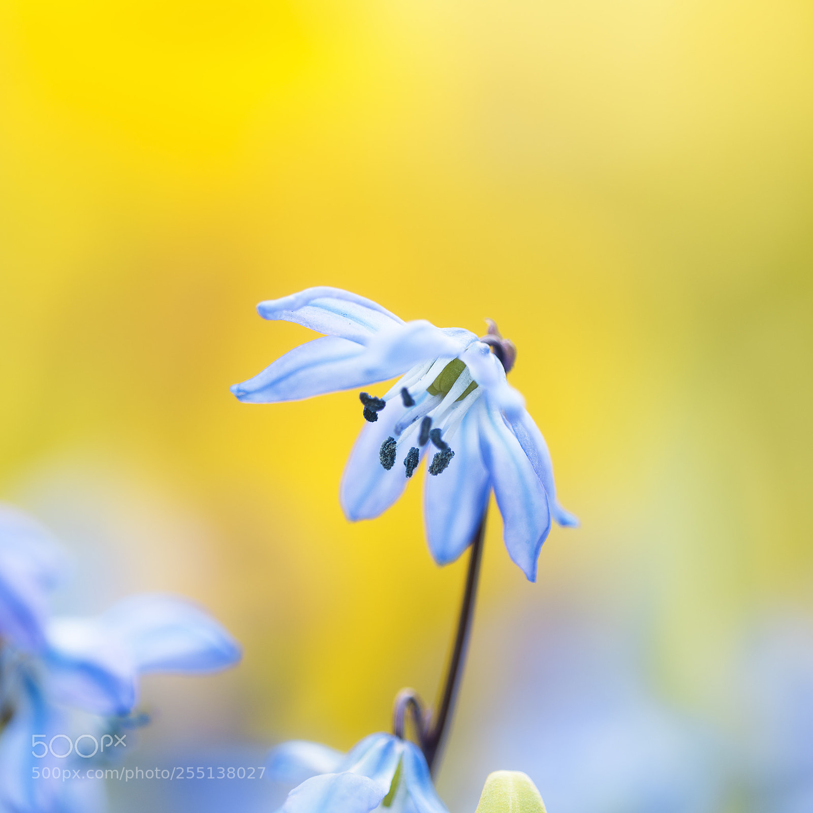 Nikon D810 sample photo. Siberian squill photography