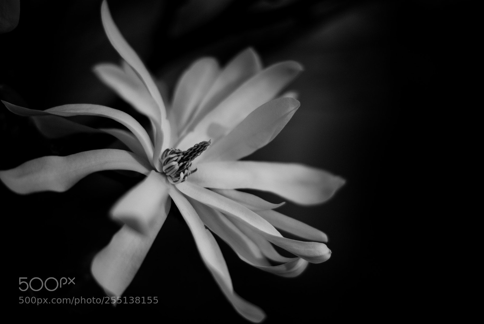 Sony Alpha DSLR-A200 sample photo. Simple black & white photography