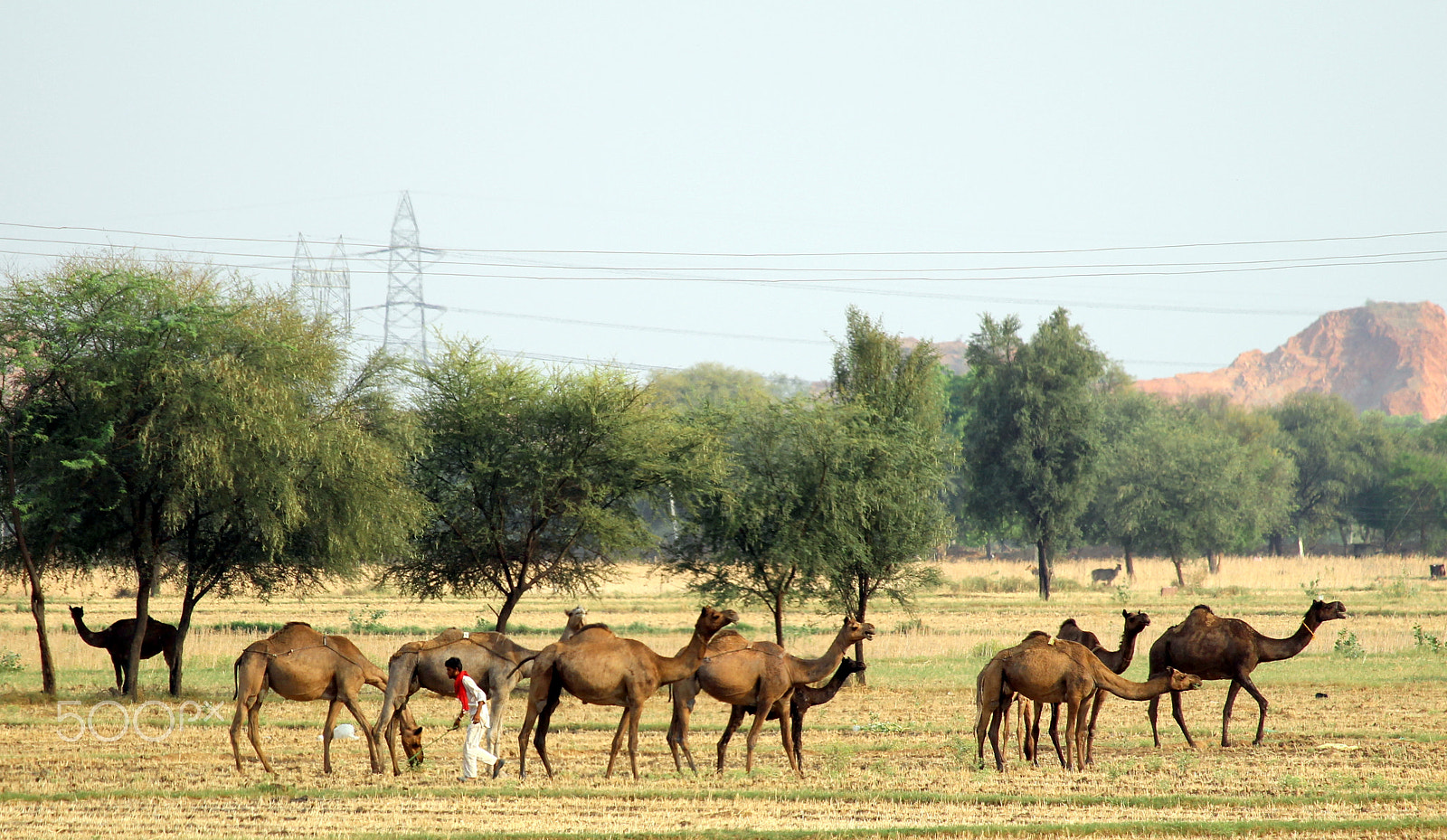 Canon EF-S 55-250mm F4-5.6 IS STM sample photo. Camels photography