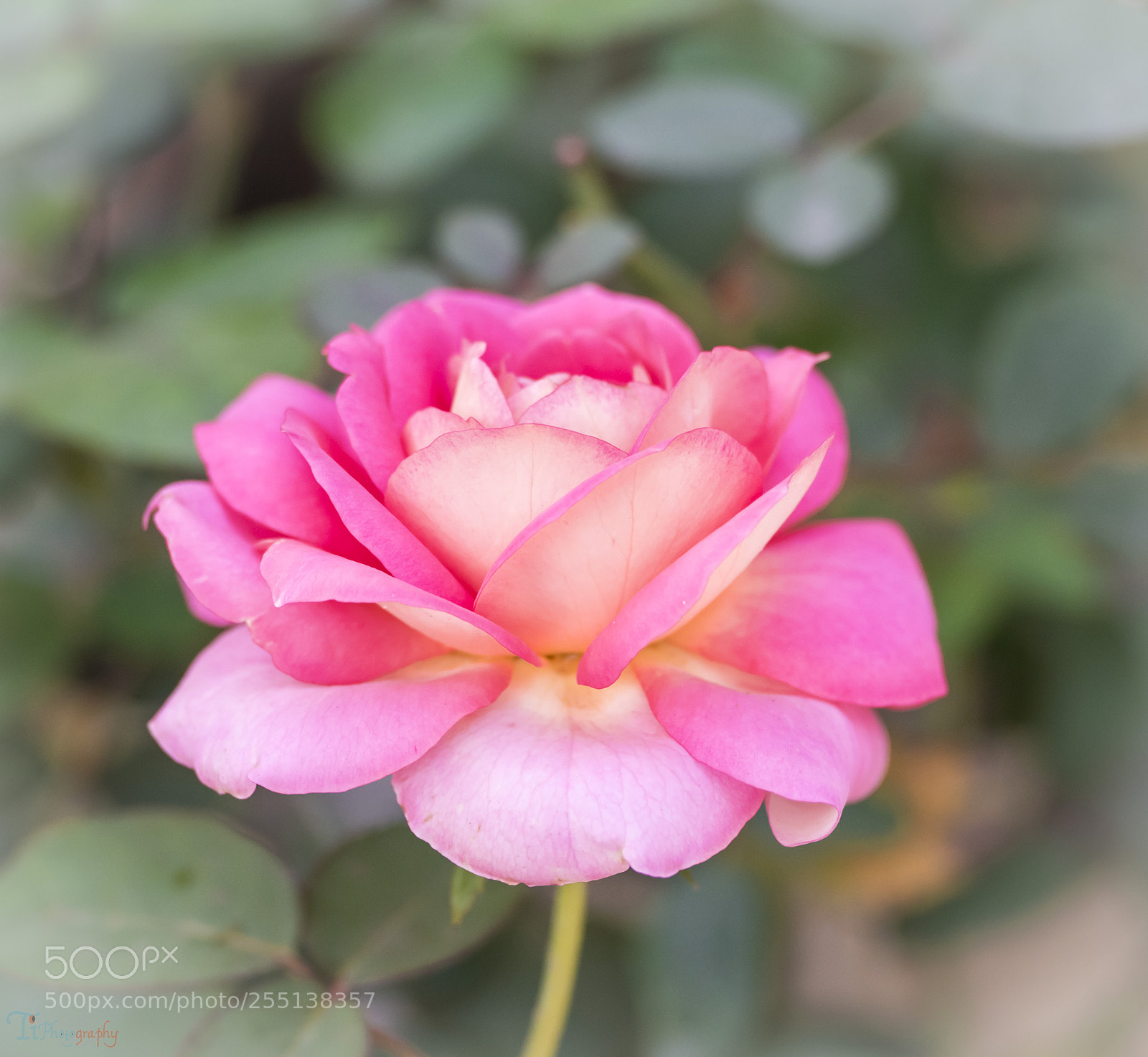 Nikon D5300 sample photo. Rose photography