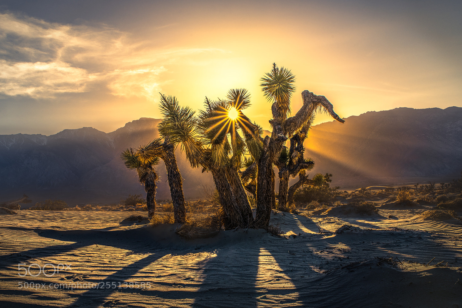 Nikon D850 sample photo. Joshua tree photography
