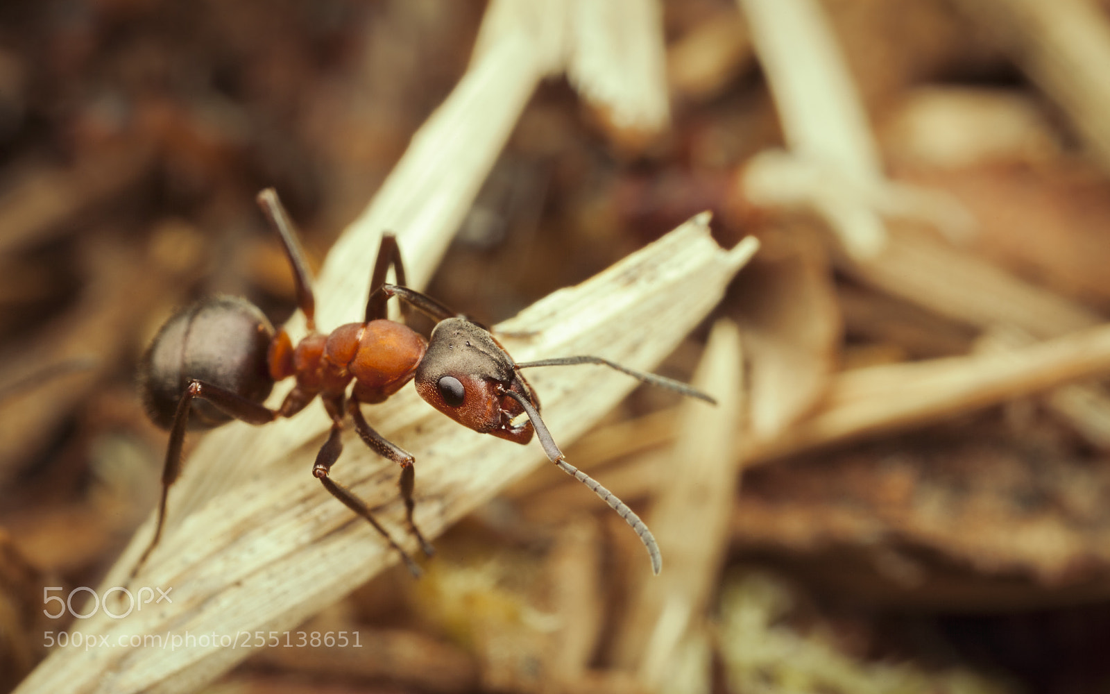 Canon EOS 5D Mark II sample photo. Red wood photography