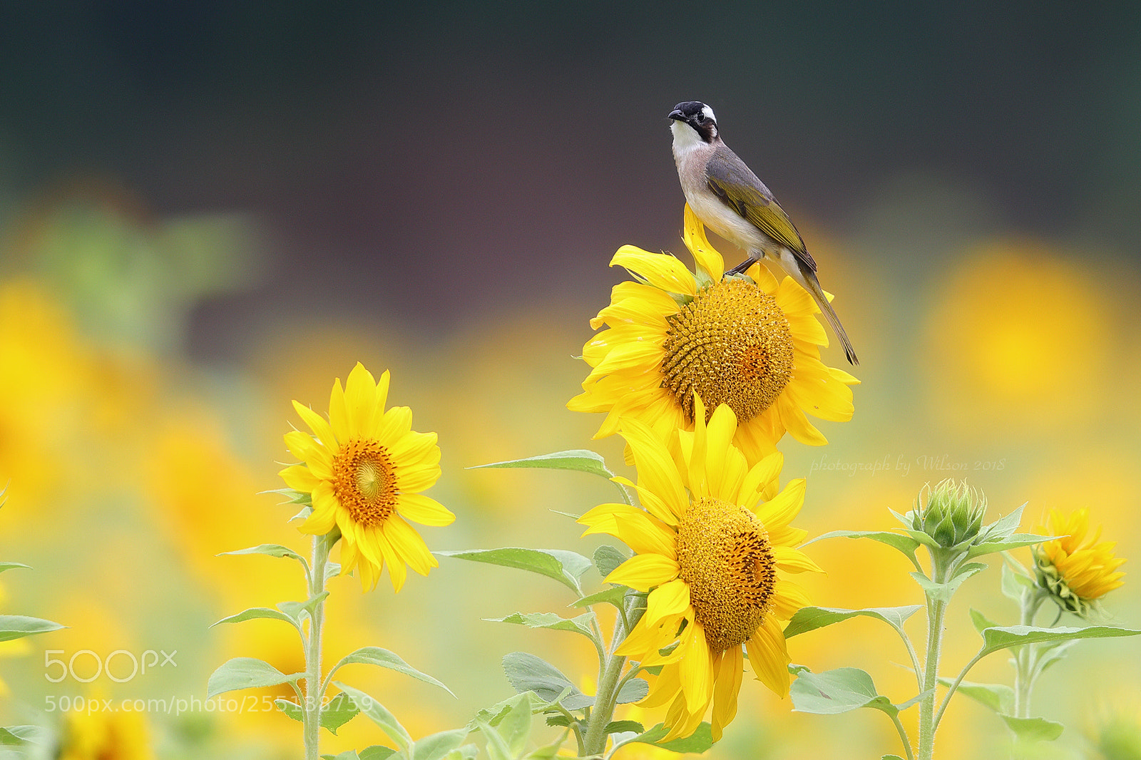 Canon EOS-1D X Mark II sample photo. Helianthus annuus photography