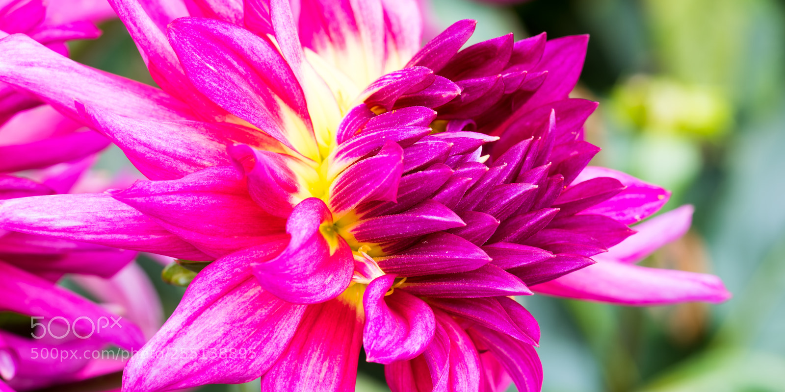 Nikon D810 sample photo. Attention seeker photography