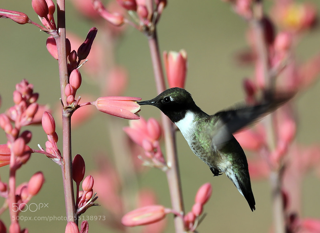 Canon EOS 5D Mark IV sample photo. Hummingbird in texas photography