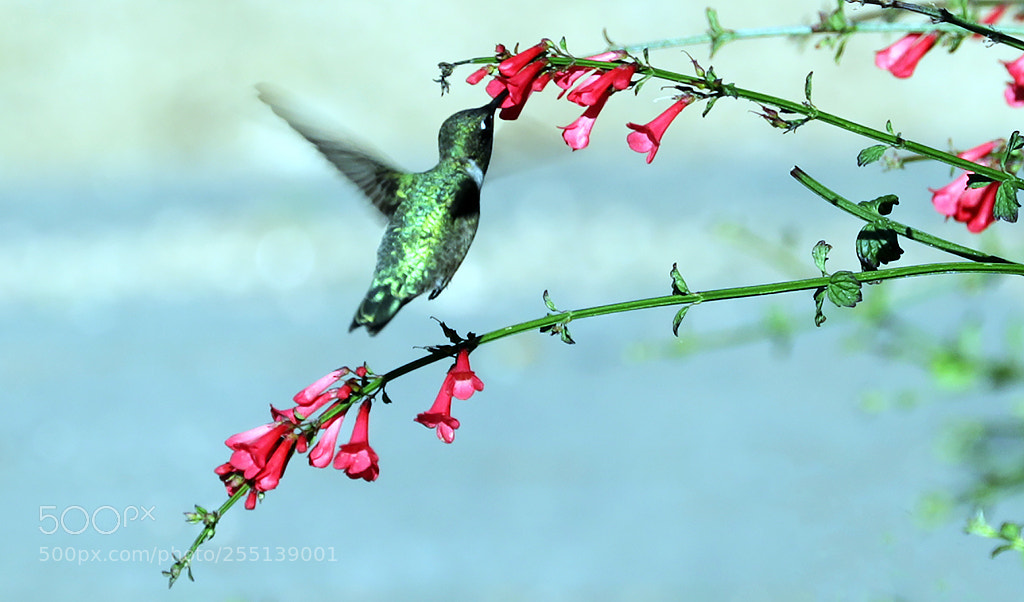 Canon EOS 5D Mark IV sample photo. San antonio hummingbird photography