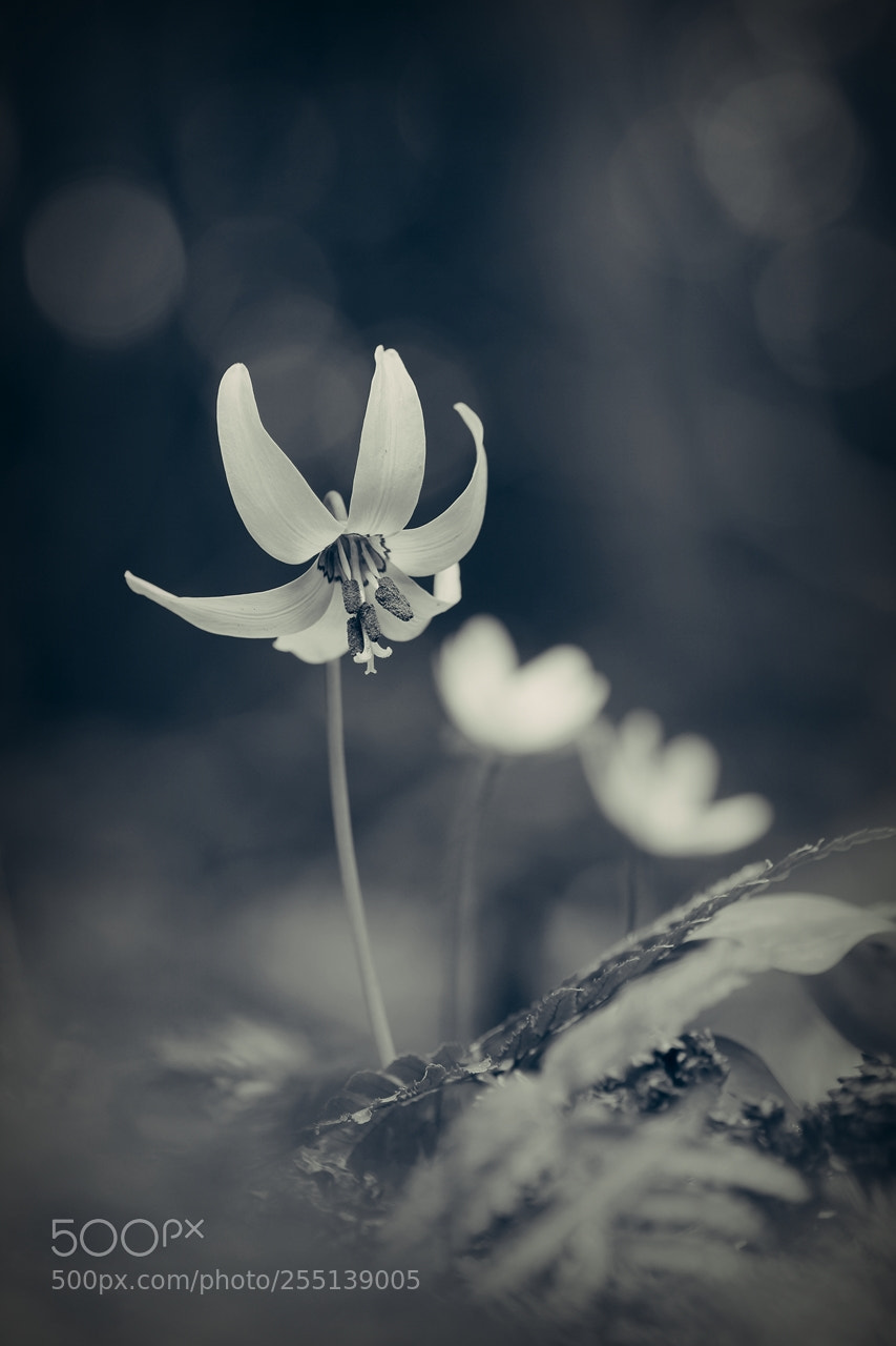 Canon EOS 60D sample photo. Spring flowers 14 photography
