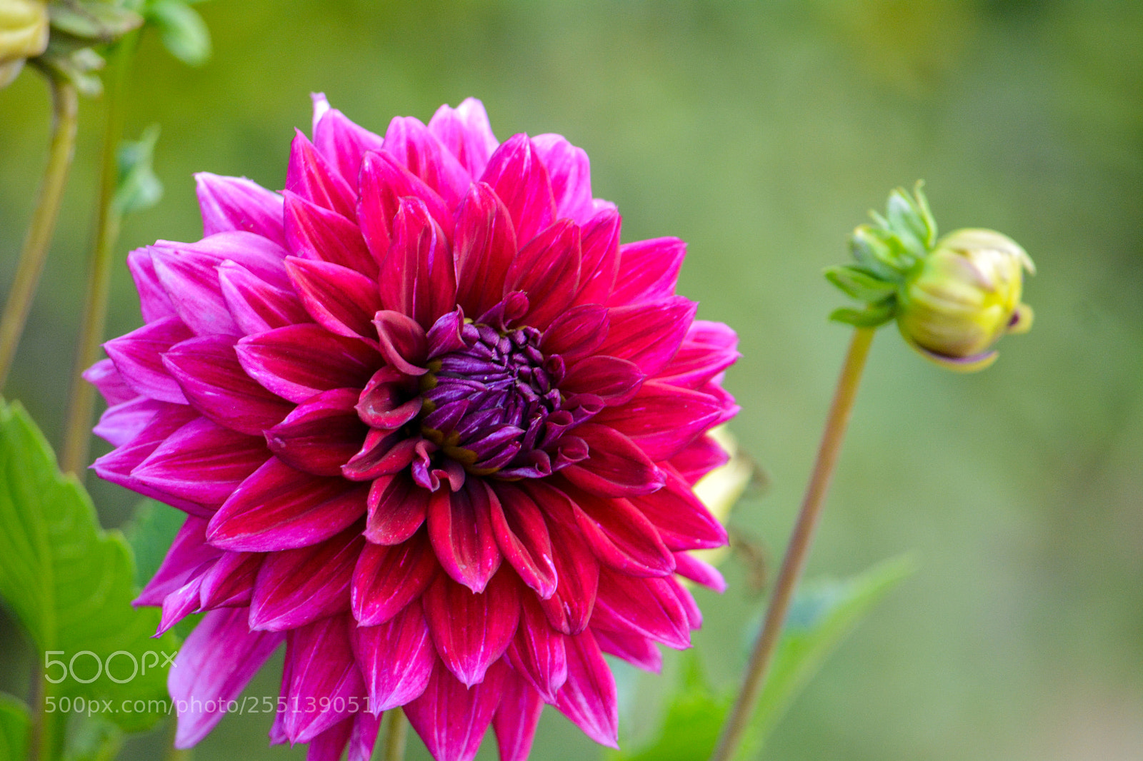 Nikon D5200 sample photo. Dahlia photography