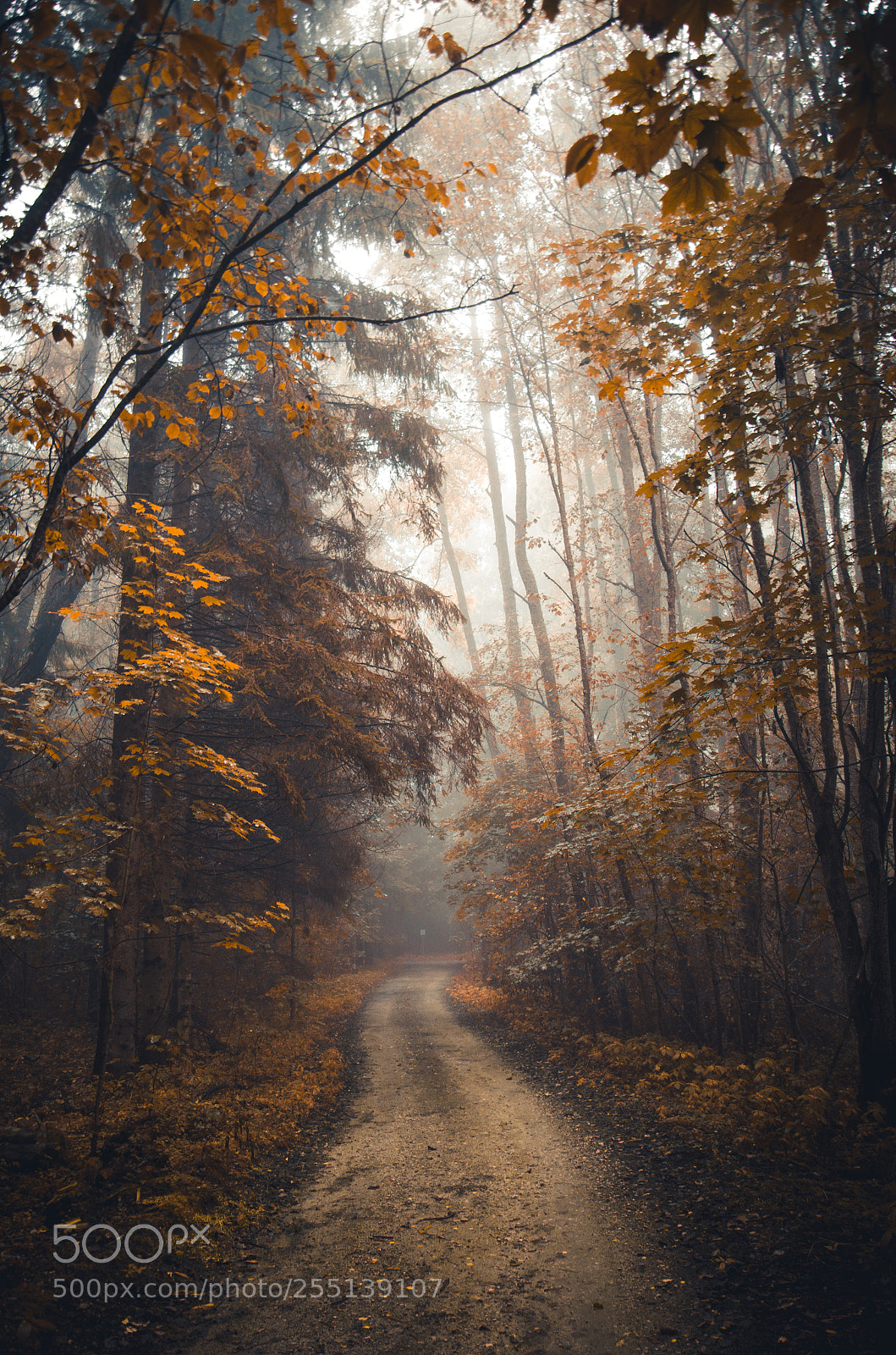 Nikon D7000 sample photo. Surreal forest photography