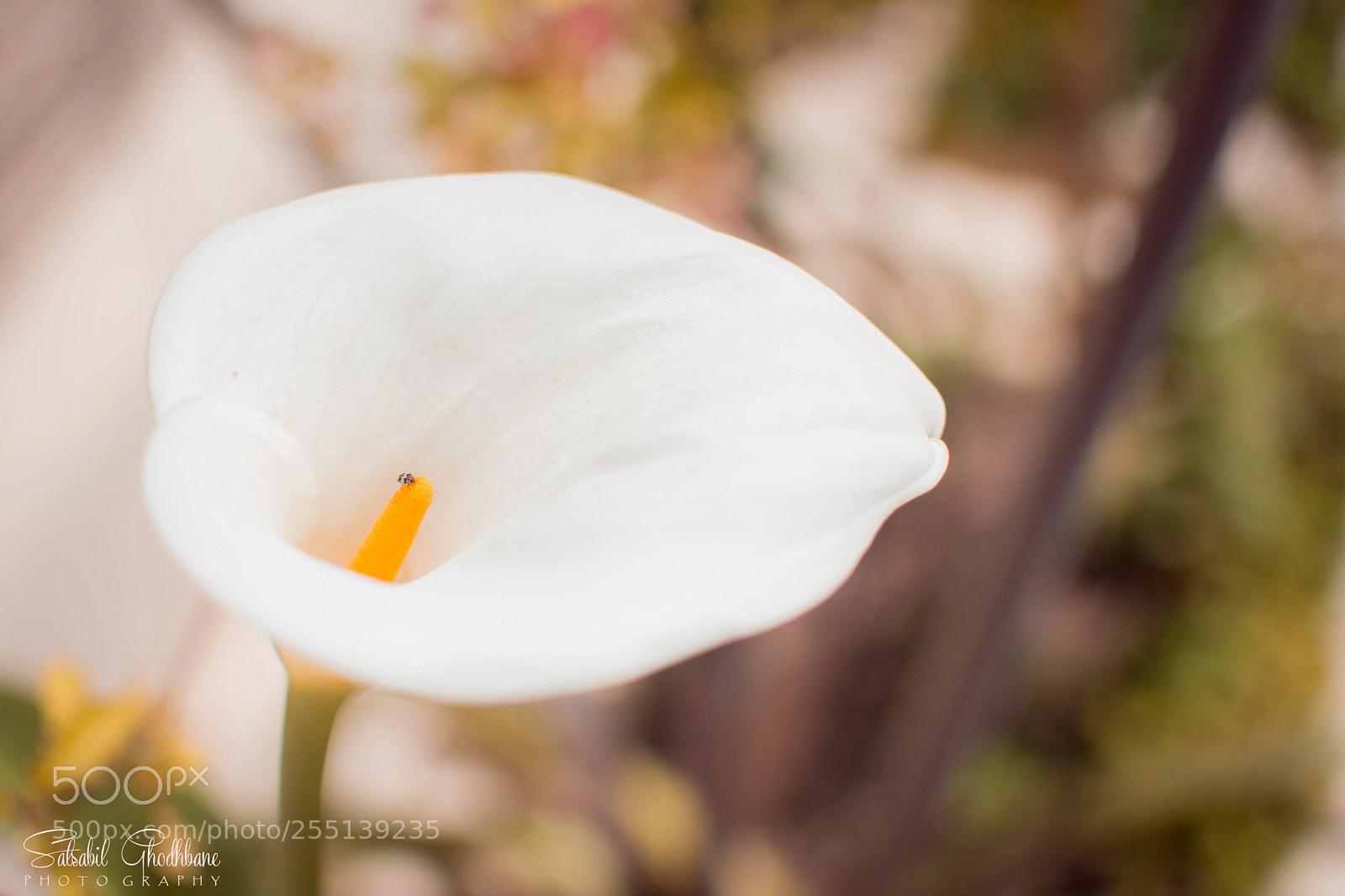 Nikon D5200 sample photo. Lys photography