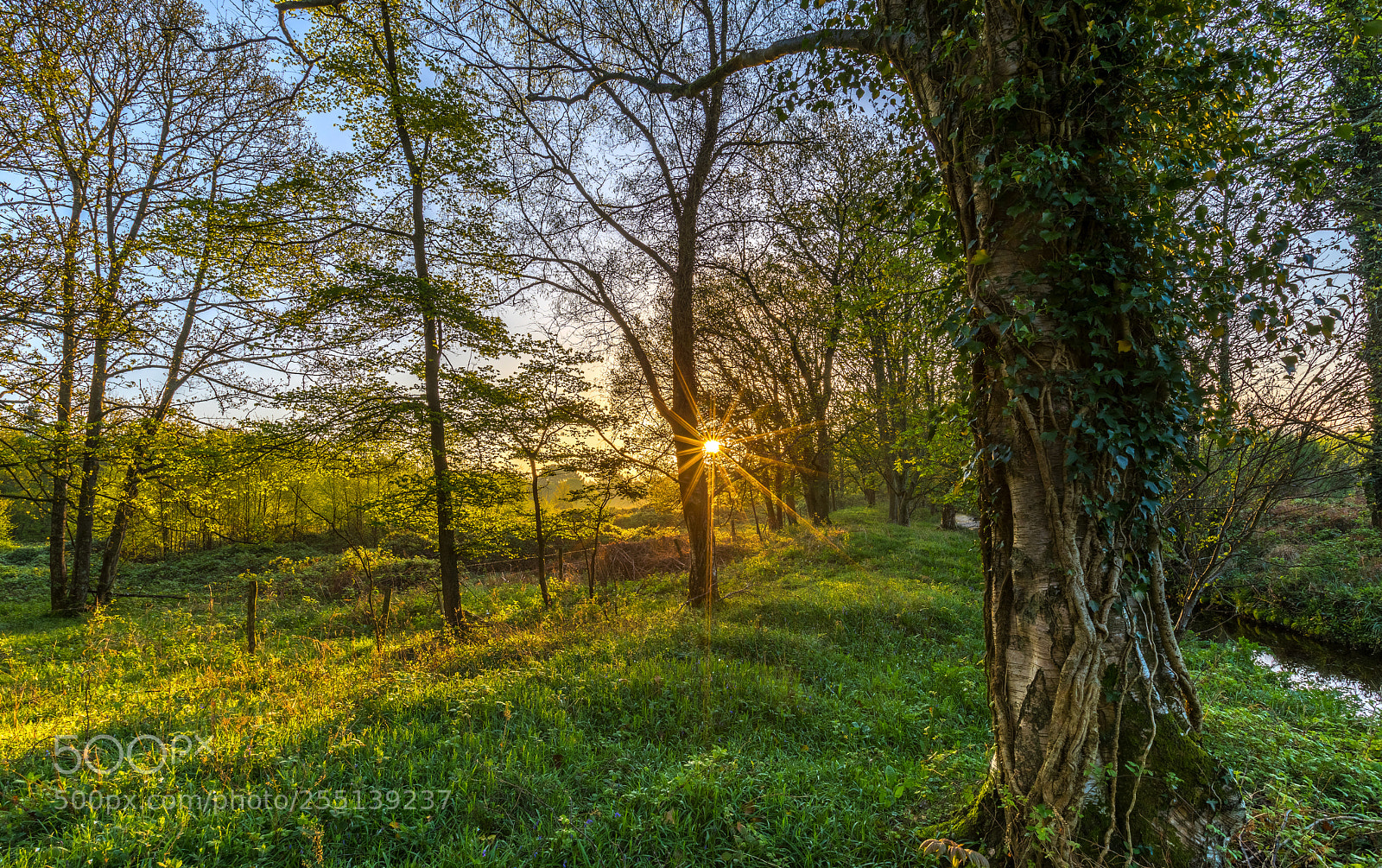 Canon EOS 5D Mark IV sample photo. Woodland flare photography
