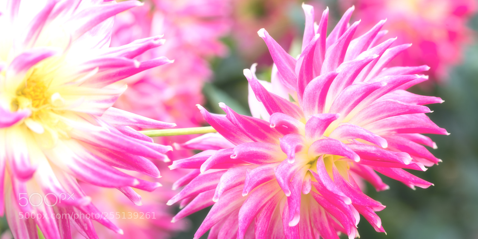 Nikon D810 sample photo. Alice in wonderland photography