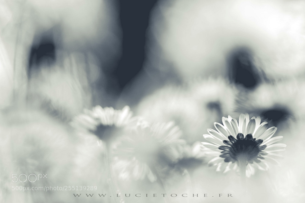 Canon EOS 7D Mark II sample photo. Springtime photography