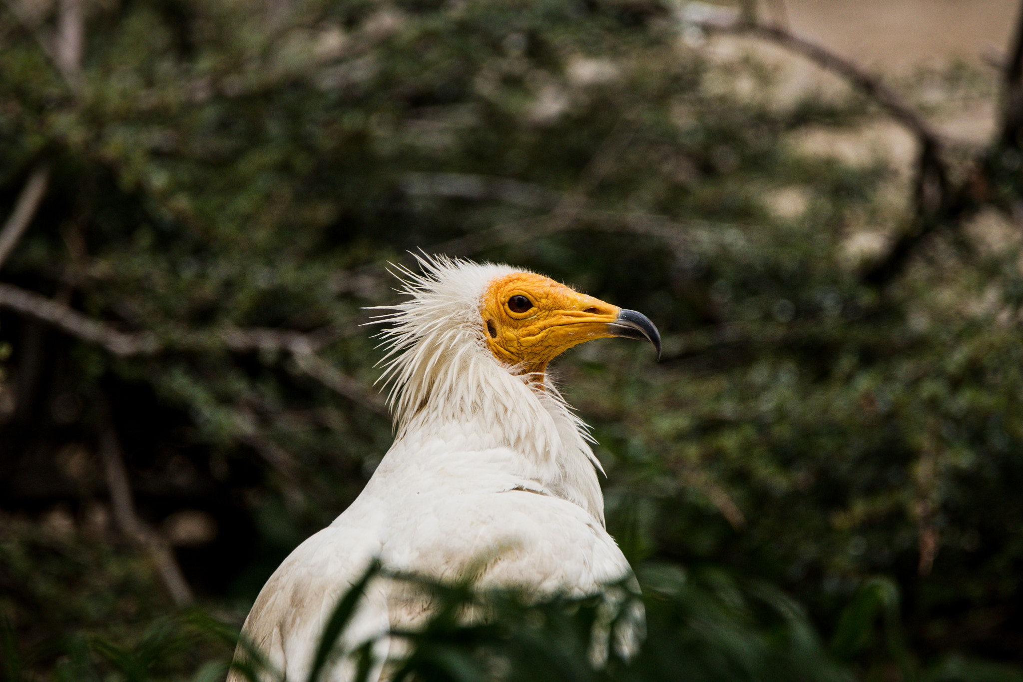 Tamron SP 150-600mm F5-6.3 Di VC USD sample photo. Sup mrchožravý photography