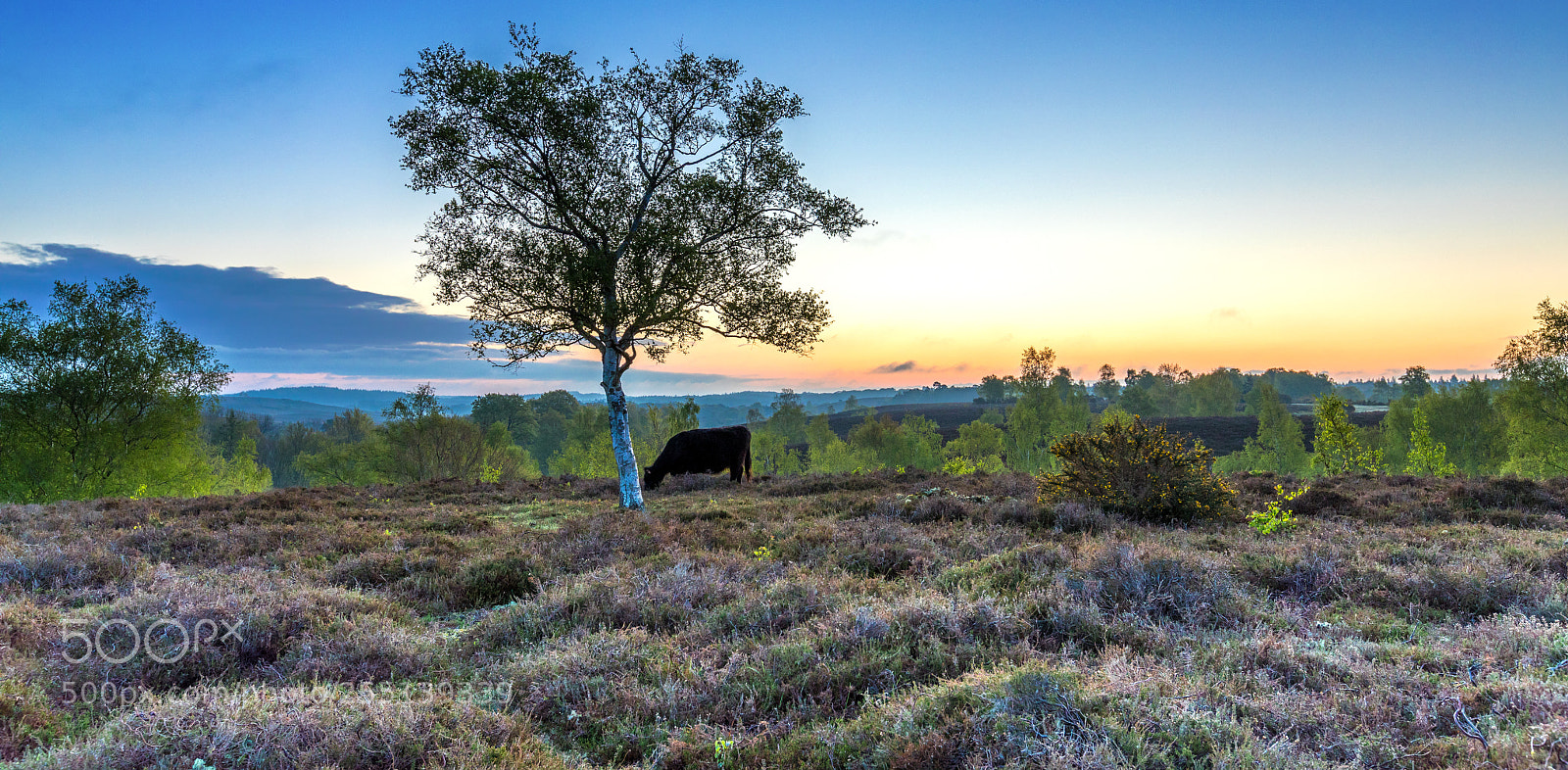 Canon EOS 5D Mark IV sample photo. Dawn grazing photography