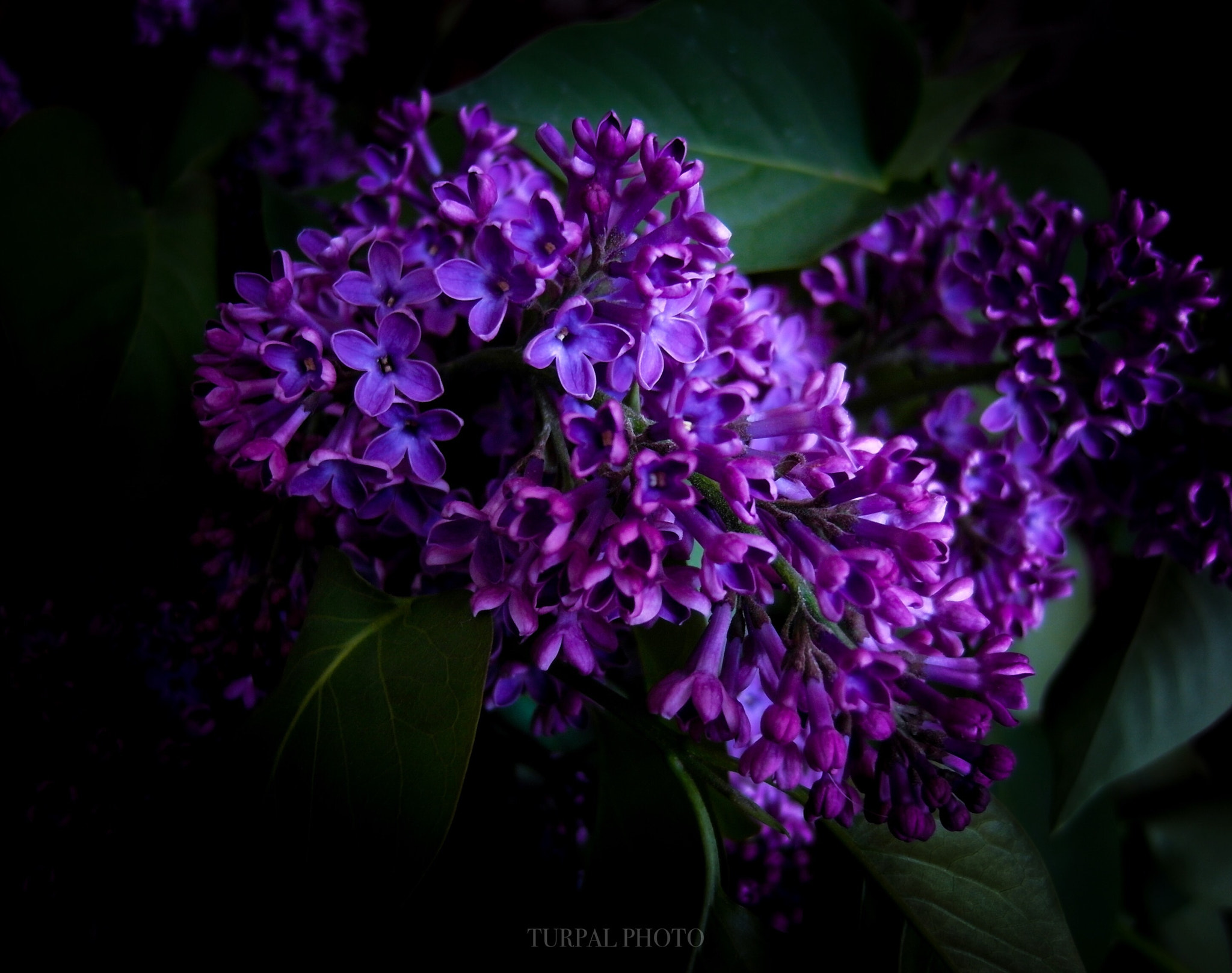 Samsung EX1 sample photo. Violet  photography