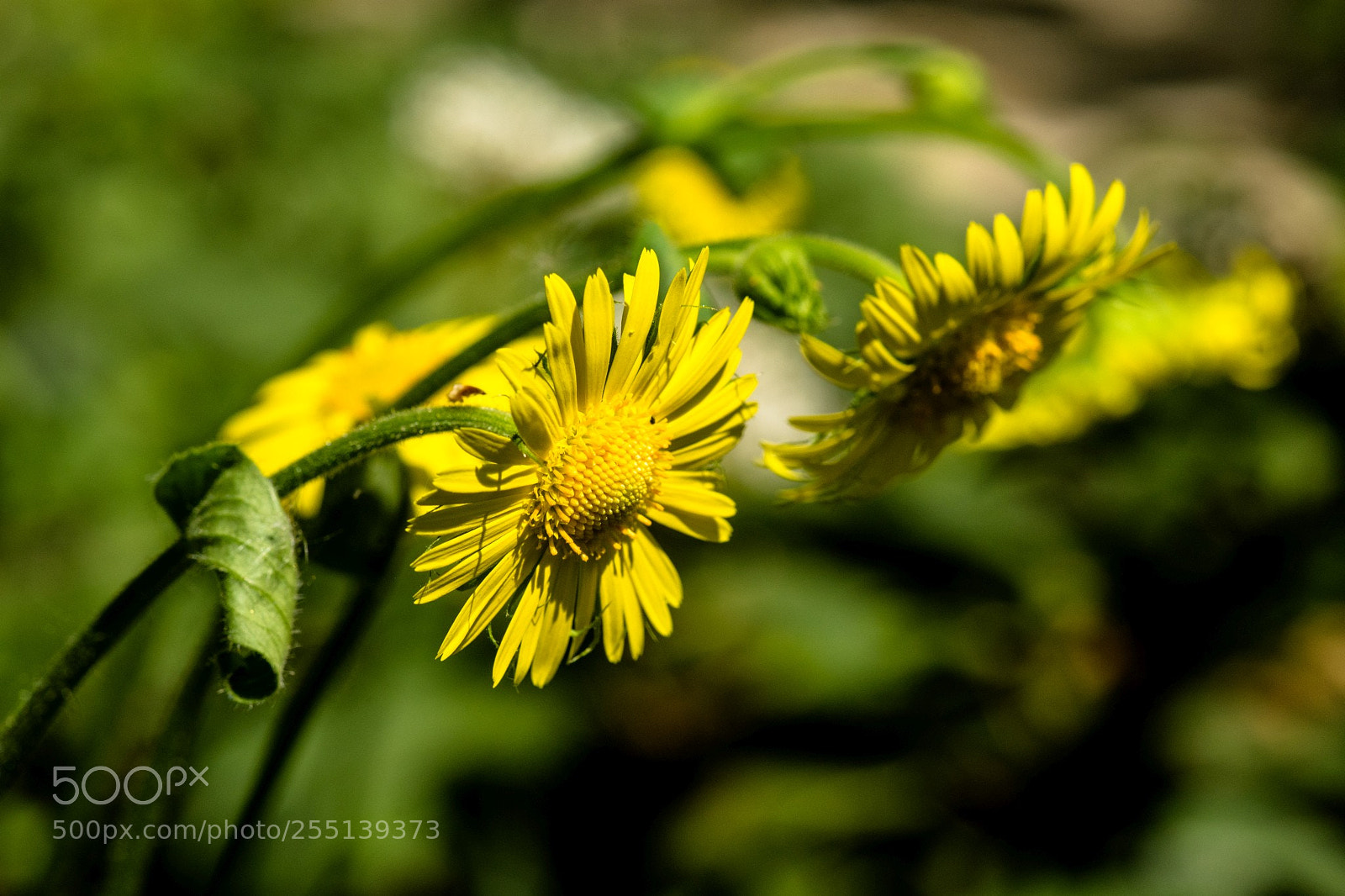 Sony a7 II sample photo. Gelber blickfang photography