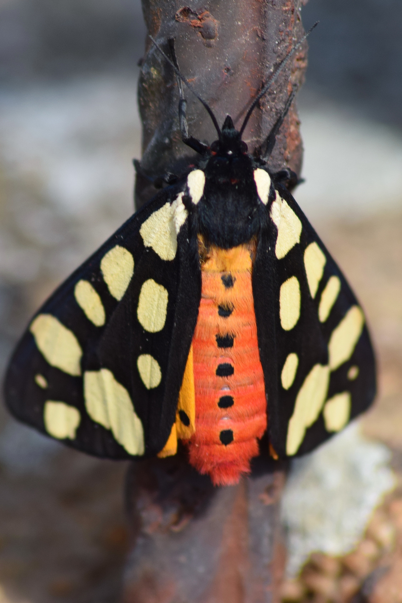 Sigma 70-300mm F4-5.6 APO DG Macro sample photo. Moth photography